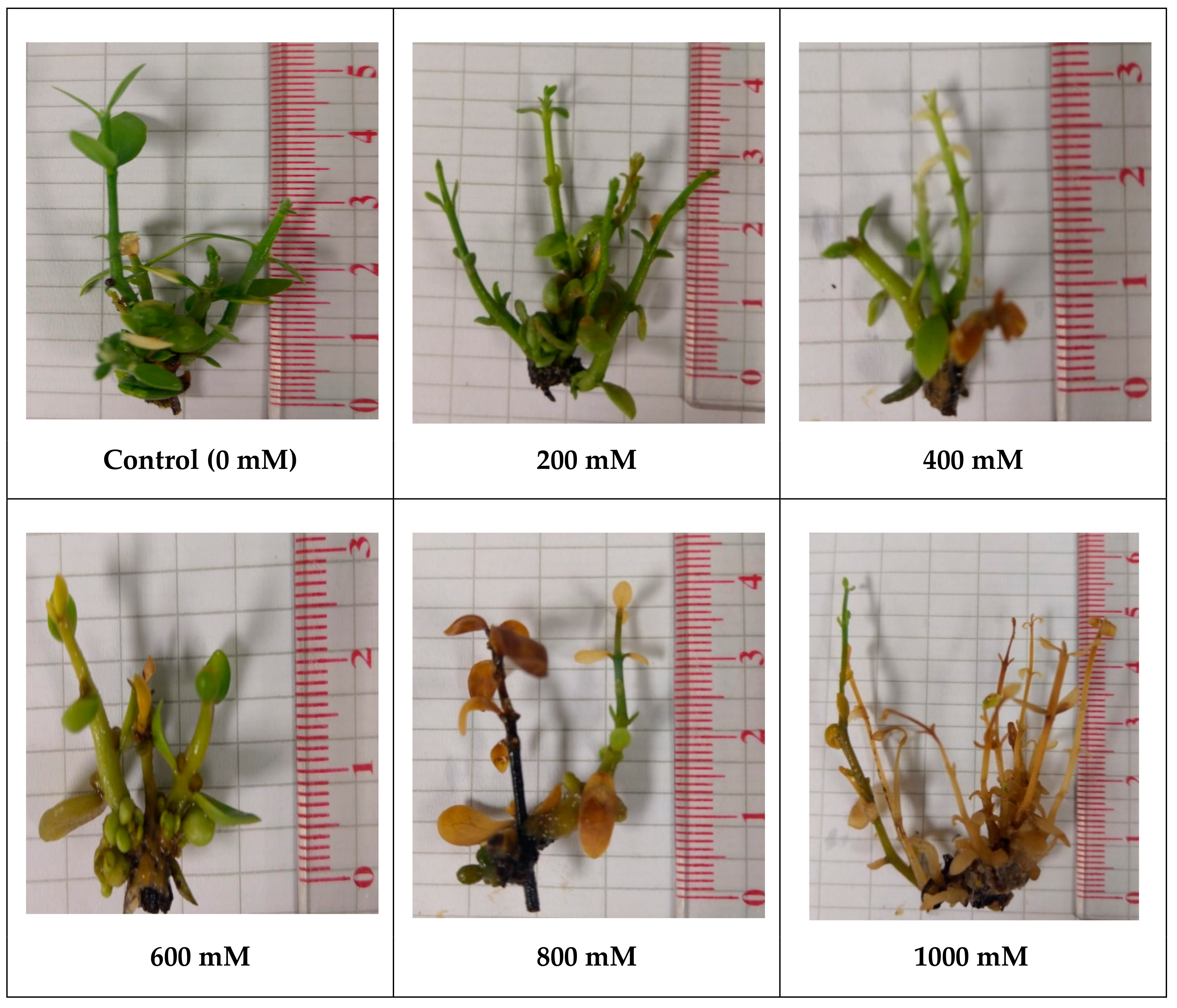 Plants 09 01285 g001 Plants 09 01285 g001