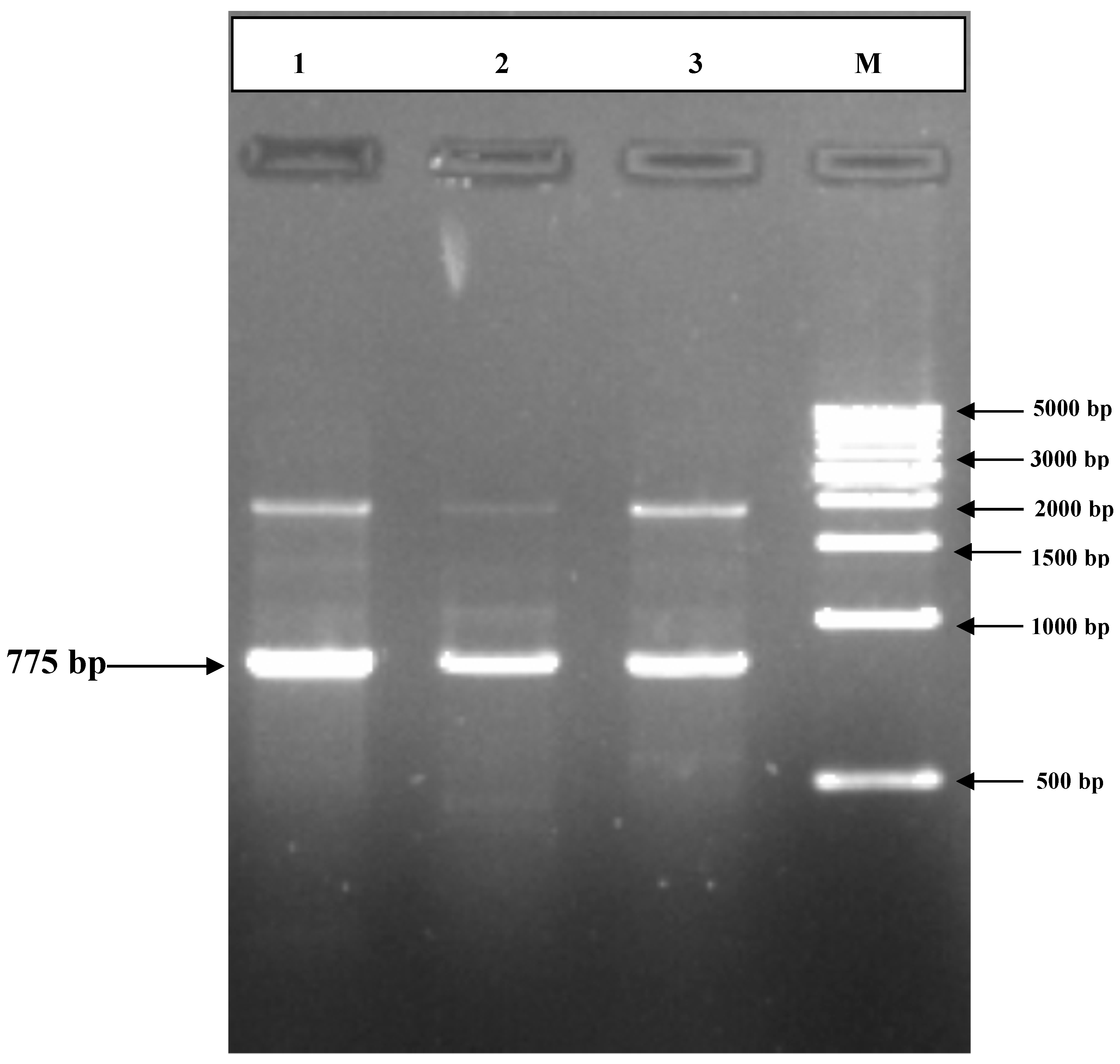 Plants 09 01285 g002 Plants 09 01285 g002