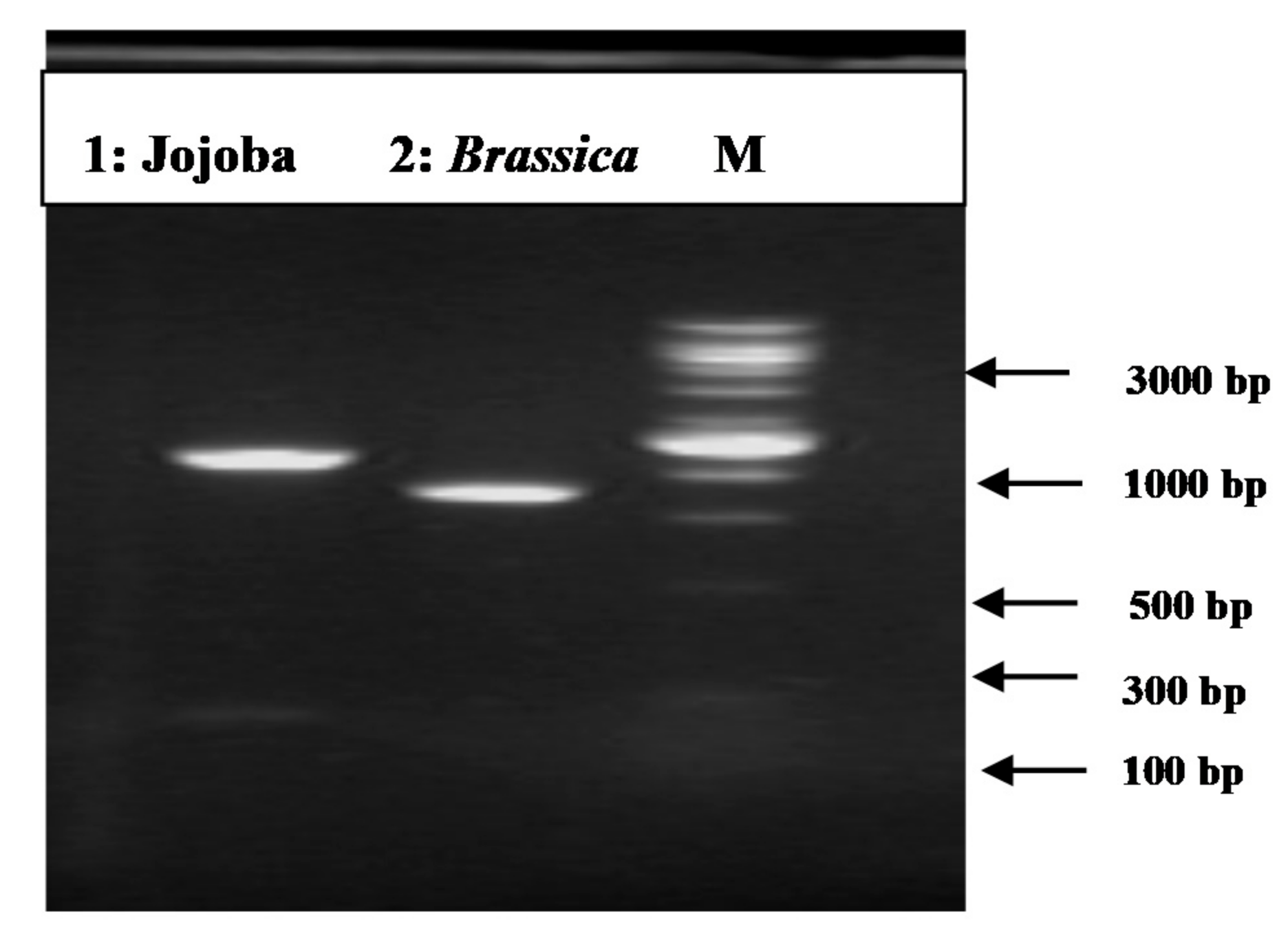 Plants 09 01285 g003 Plants 09 01285 g003