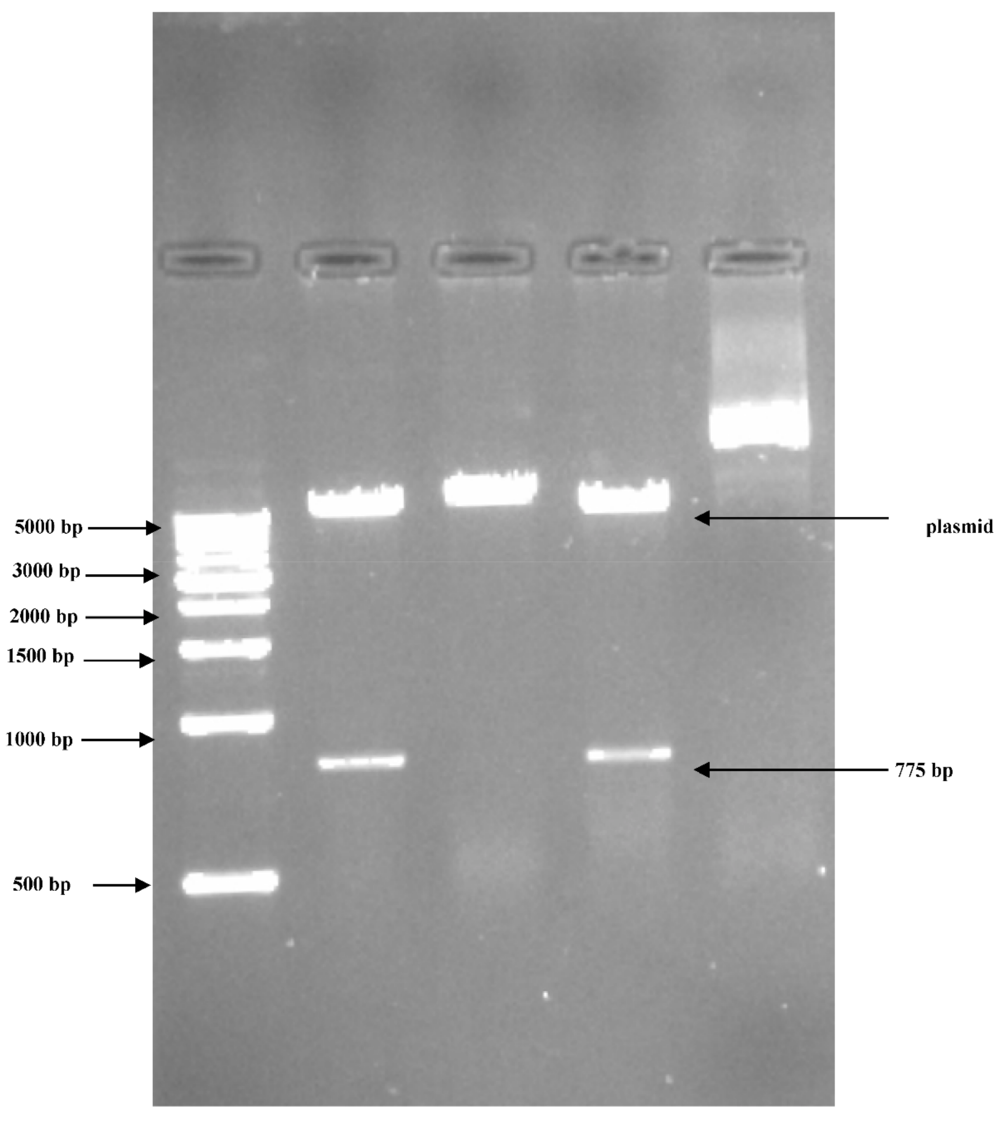 Plants 09 01285 g009 Plants 09 01285 g009