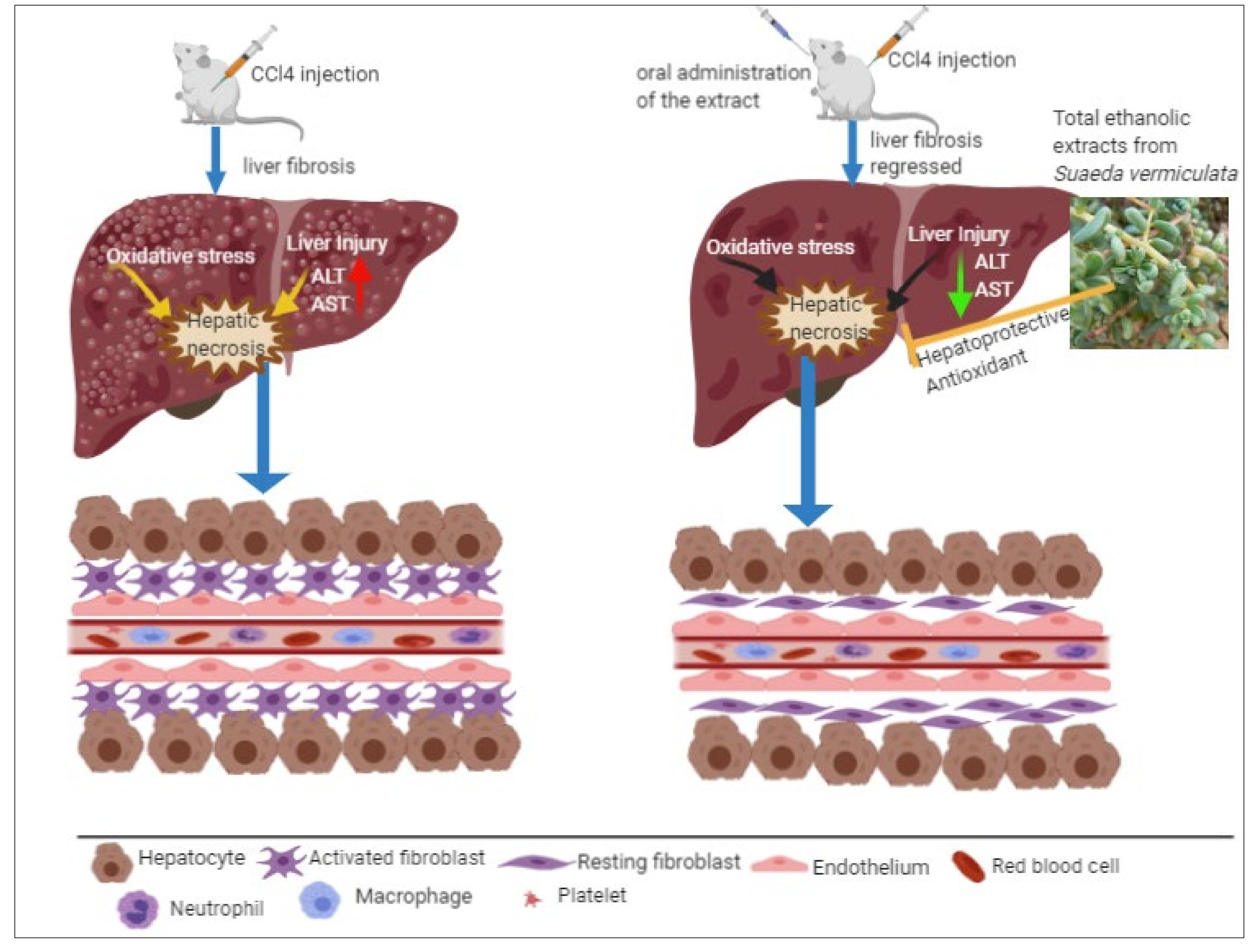 Plants 09 01291 g006 Plants 09 01291 g006