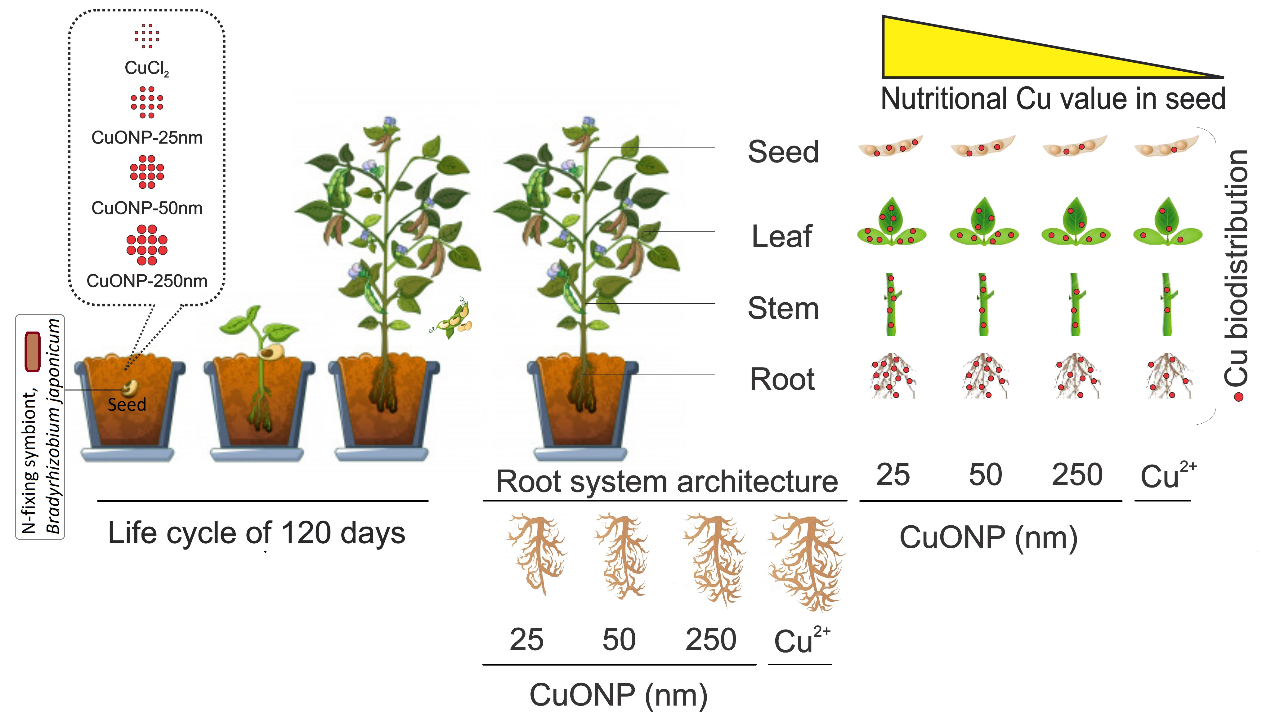 Plants | Free Full-Text | Root System Architecture, Copper Uptake and  Tissue Distribution in Soybean (Glycine max (L.) Merr.) Grown in Copper  Oxide Nanoparticle (CuONP)-Amended Soil and Implications for Human  Nutrition