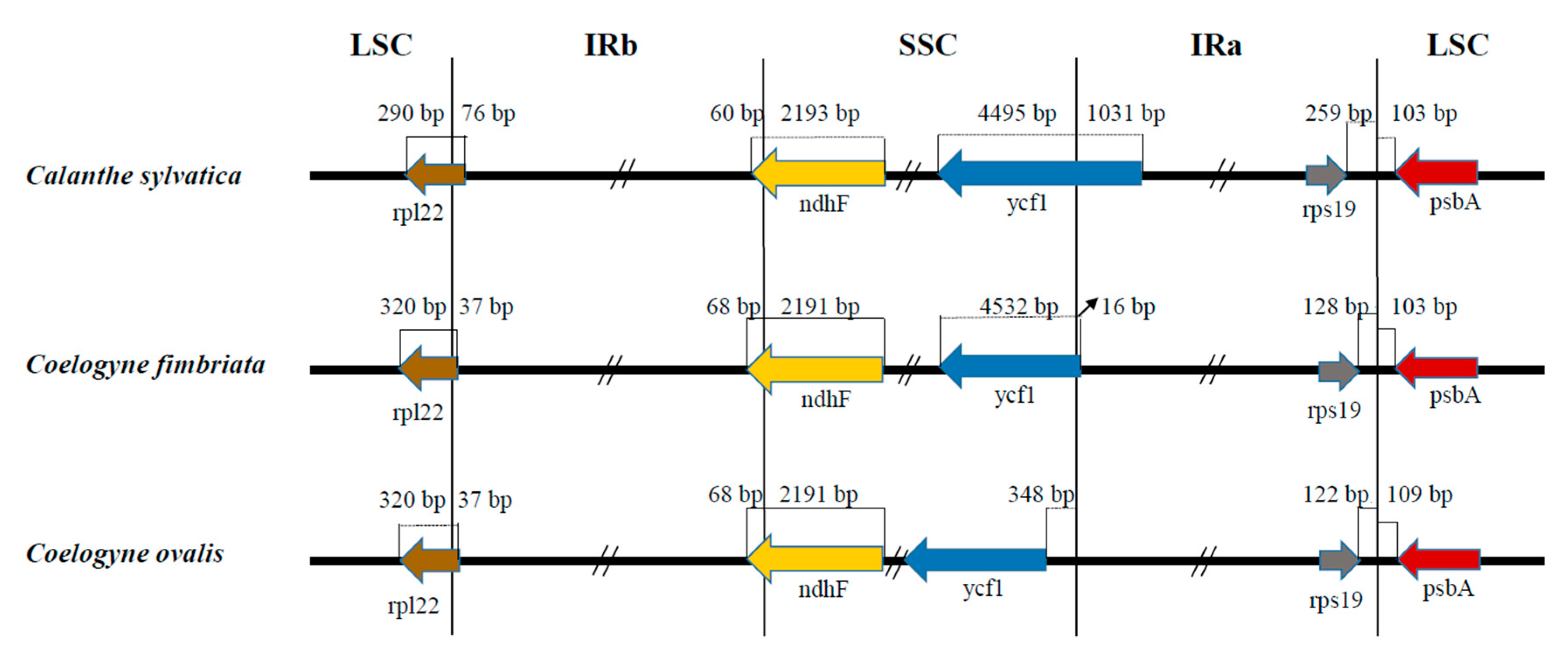 Plants 09 01332 g004 Plants 09 01332 g004