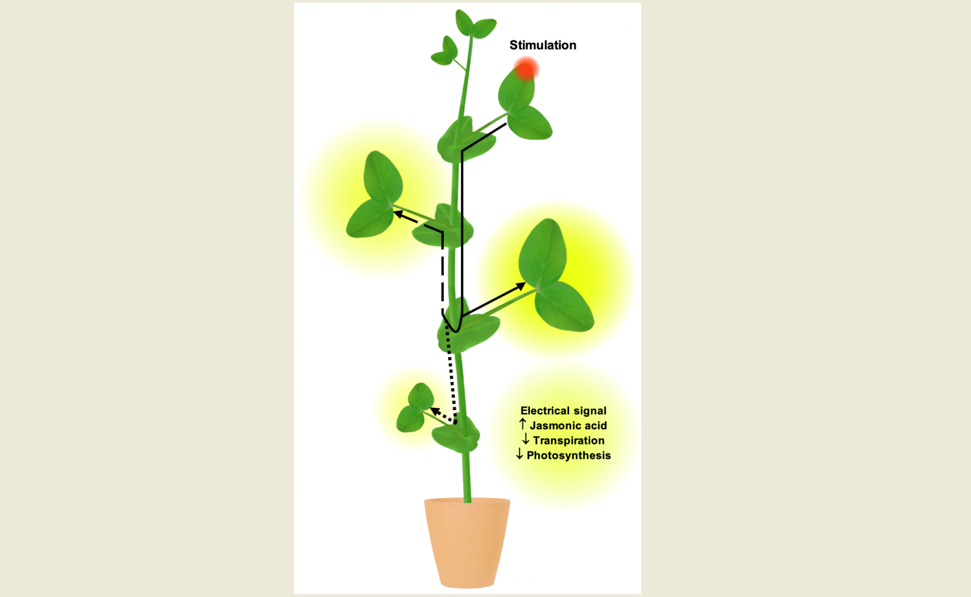 Plants Free Full Text Spatial And Temporal Dynamics Of Electrical And Photosynthetic Activity And The Content Of Phytohormones Induced Local Stimulation Of Pea Plants Html