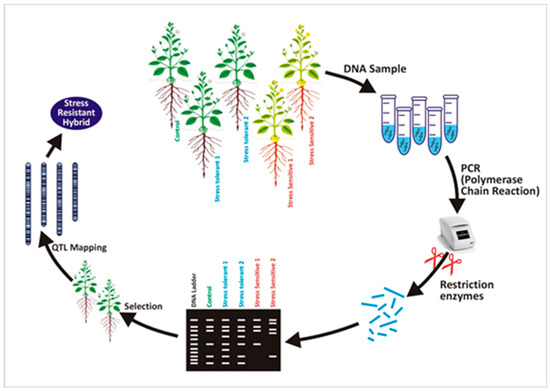 Plants | Free Full-Text | Molecular Markers Improve Abiotic Stress  Tolerance in Crops: A Review