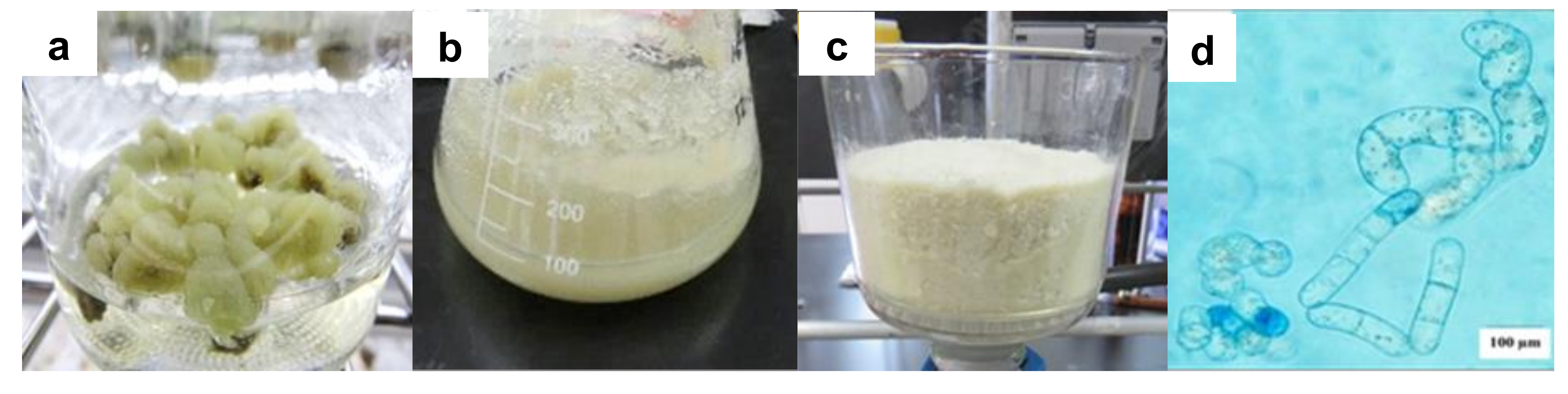 Plants 09 01398 g001 Plants 09 01398 g001