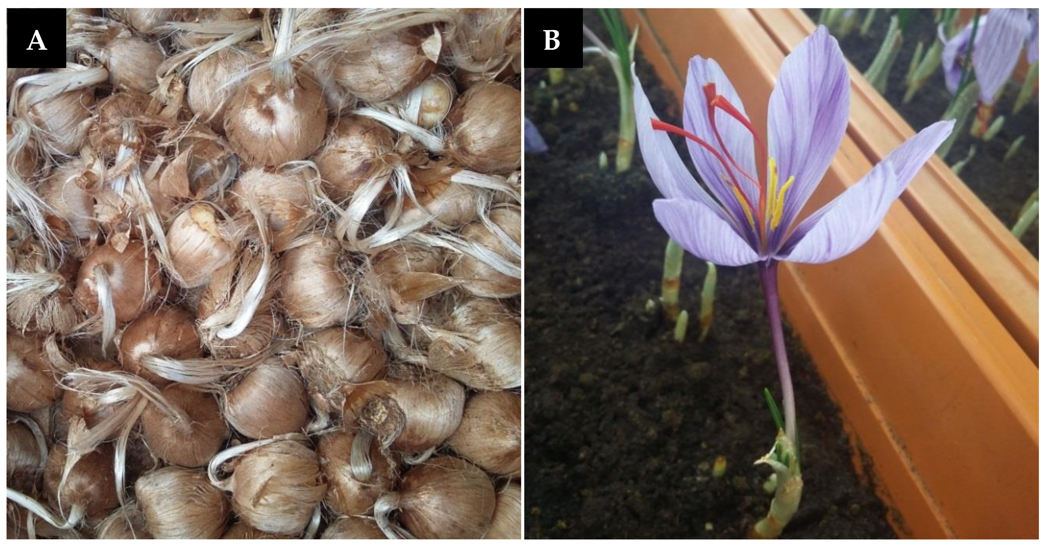 Plants 09 01414 g001 Plants 09 01414 g001