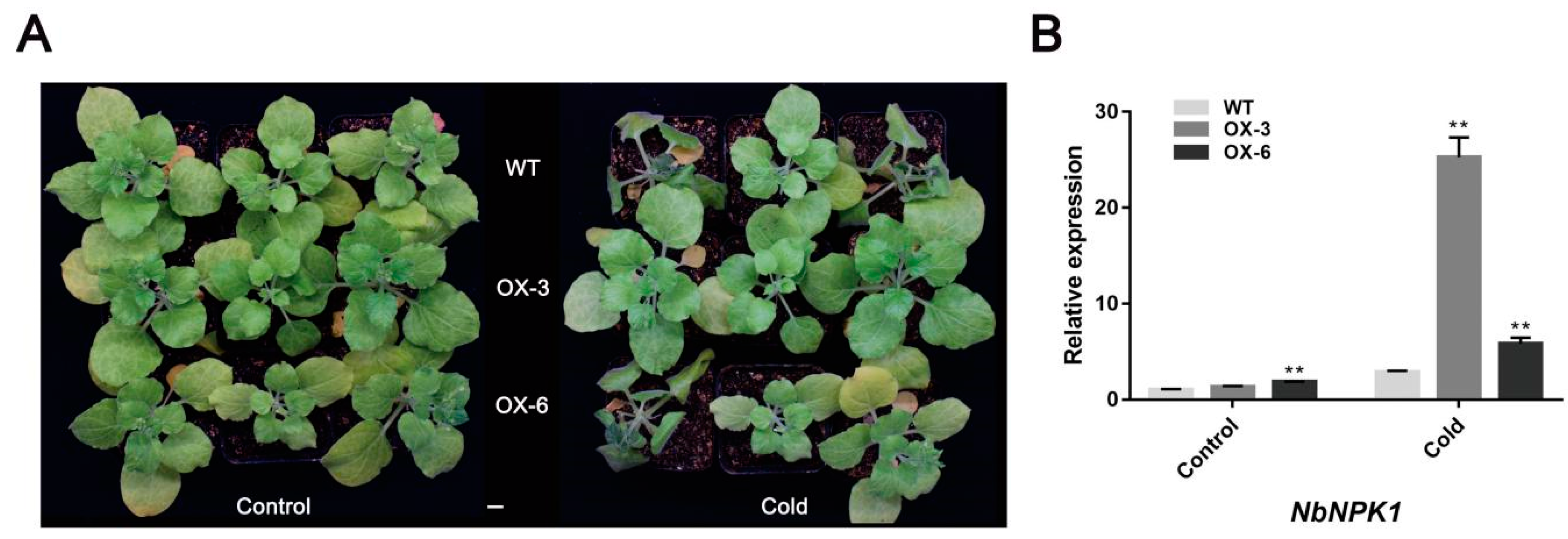 Plants 09 01417 g006 Plants 09 01417 g006