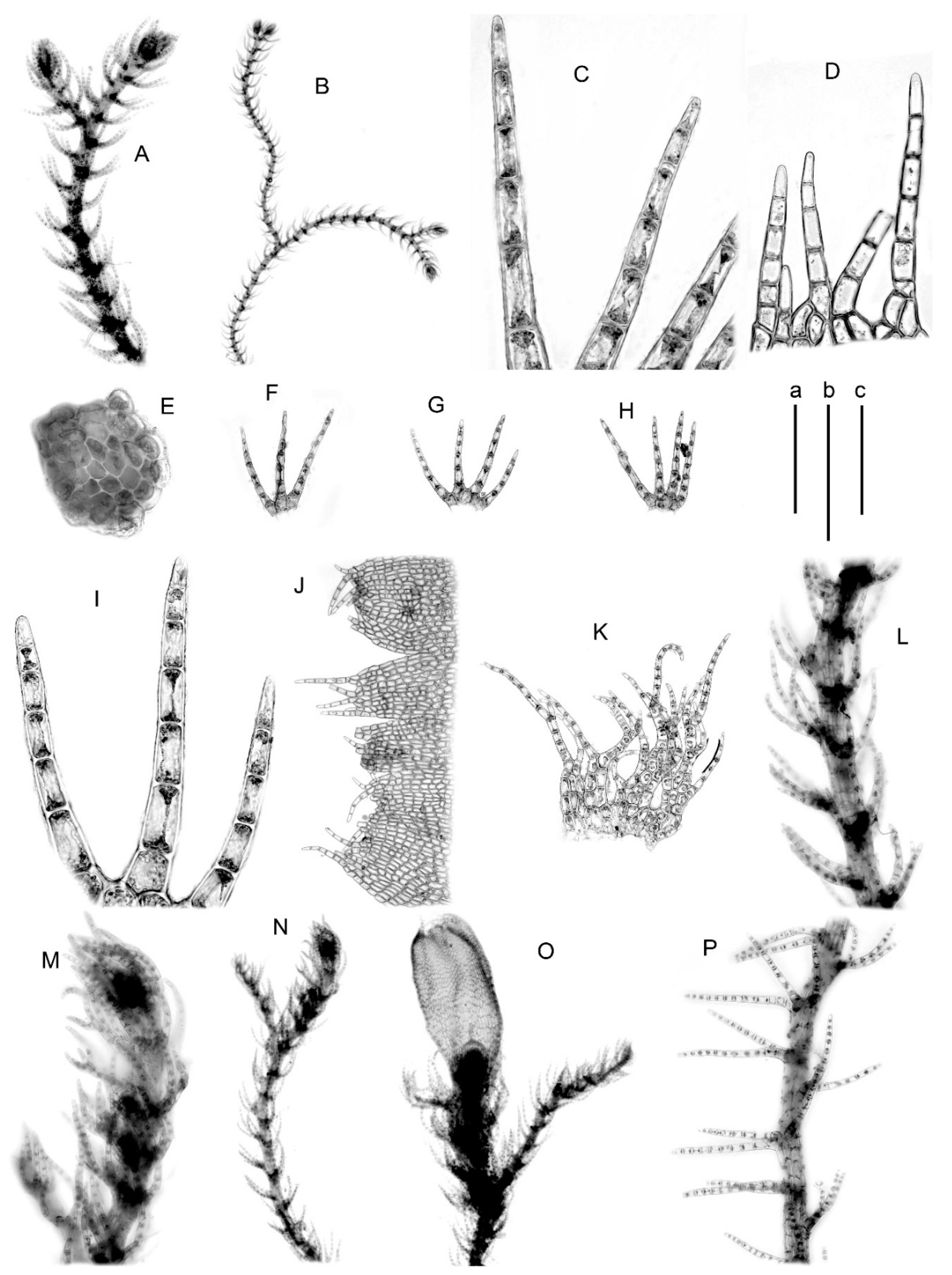 Plants Free Full Text Blepharostoma Trichophyllum S L Marchantiophyta The Complex Of Sibling Species And Hybrids Html