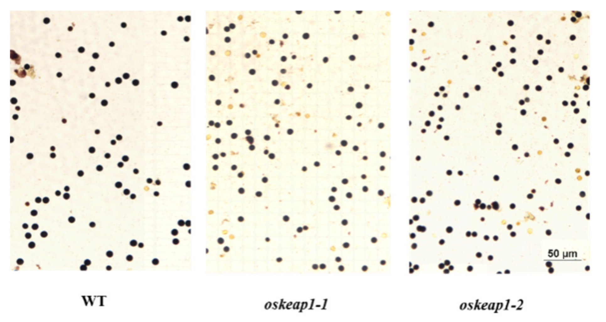 Plants 09 01450 g006