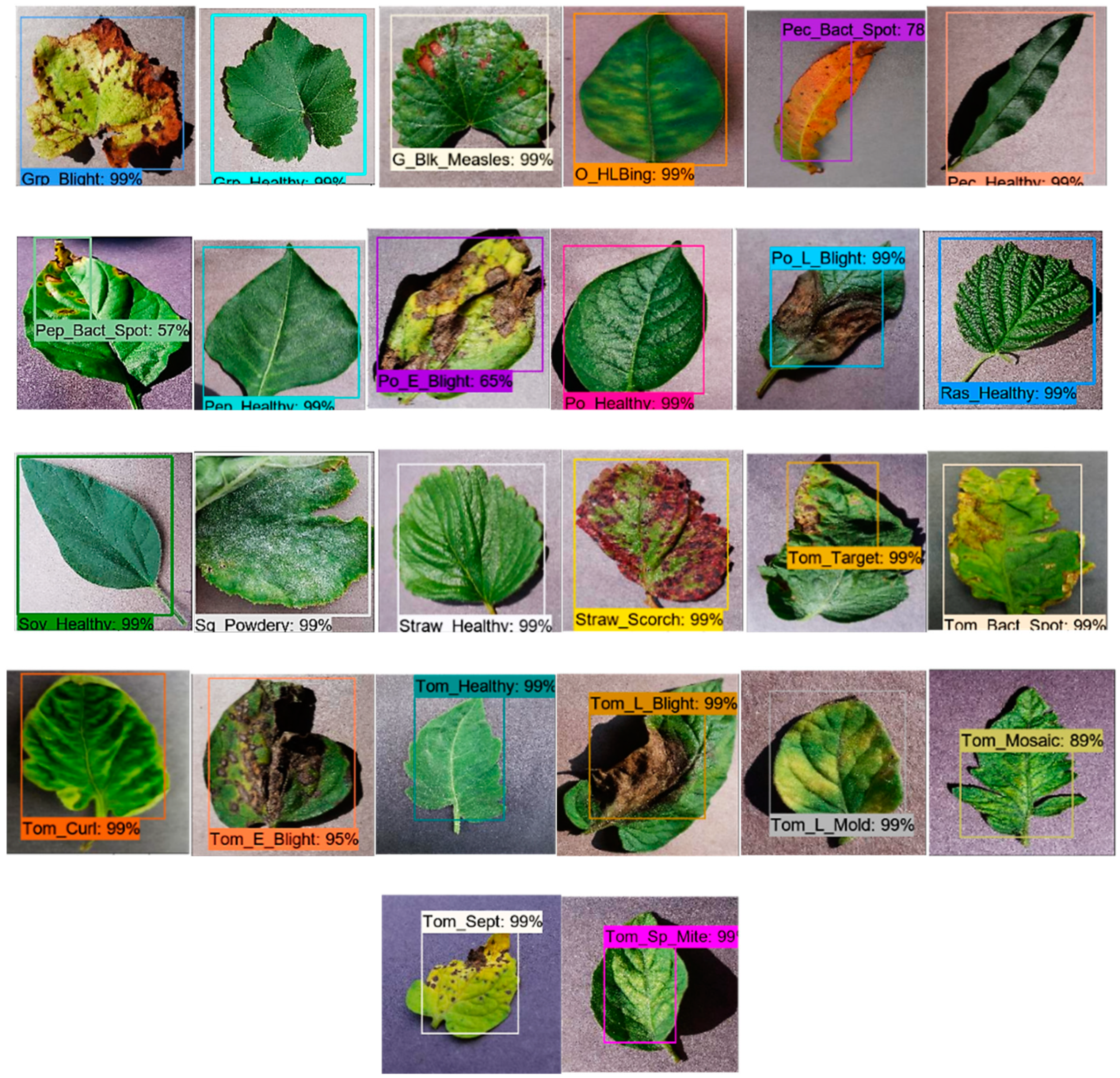 22+ Identifying Plant Diseases