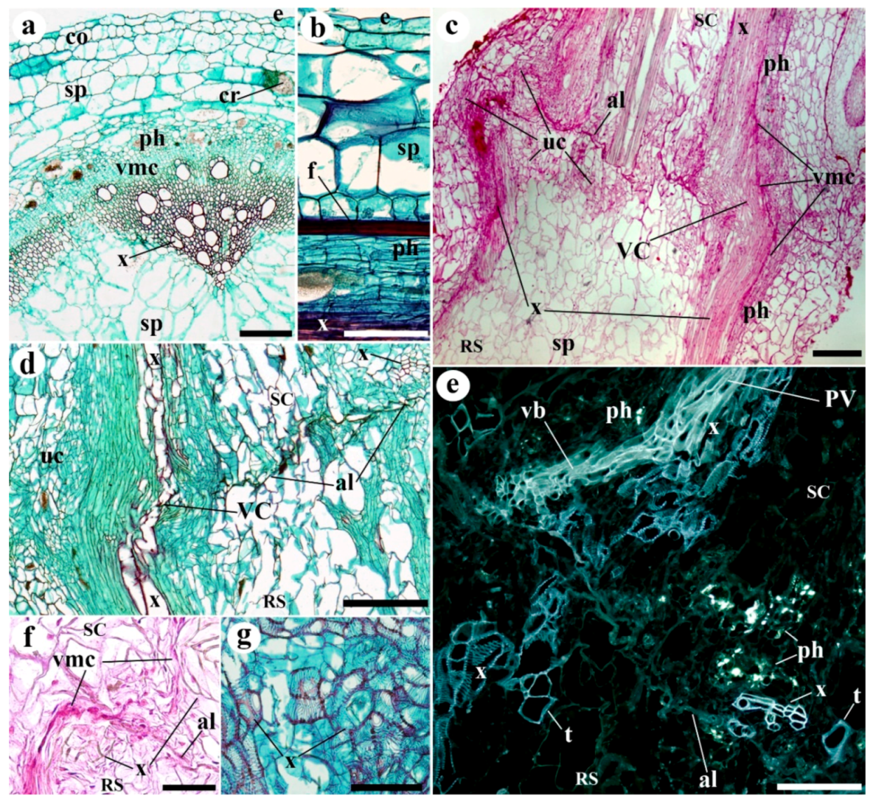 Plants 09 01479 g001