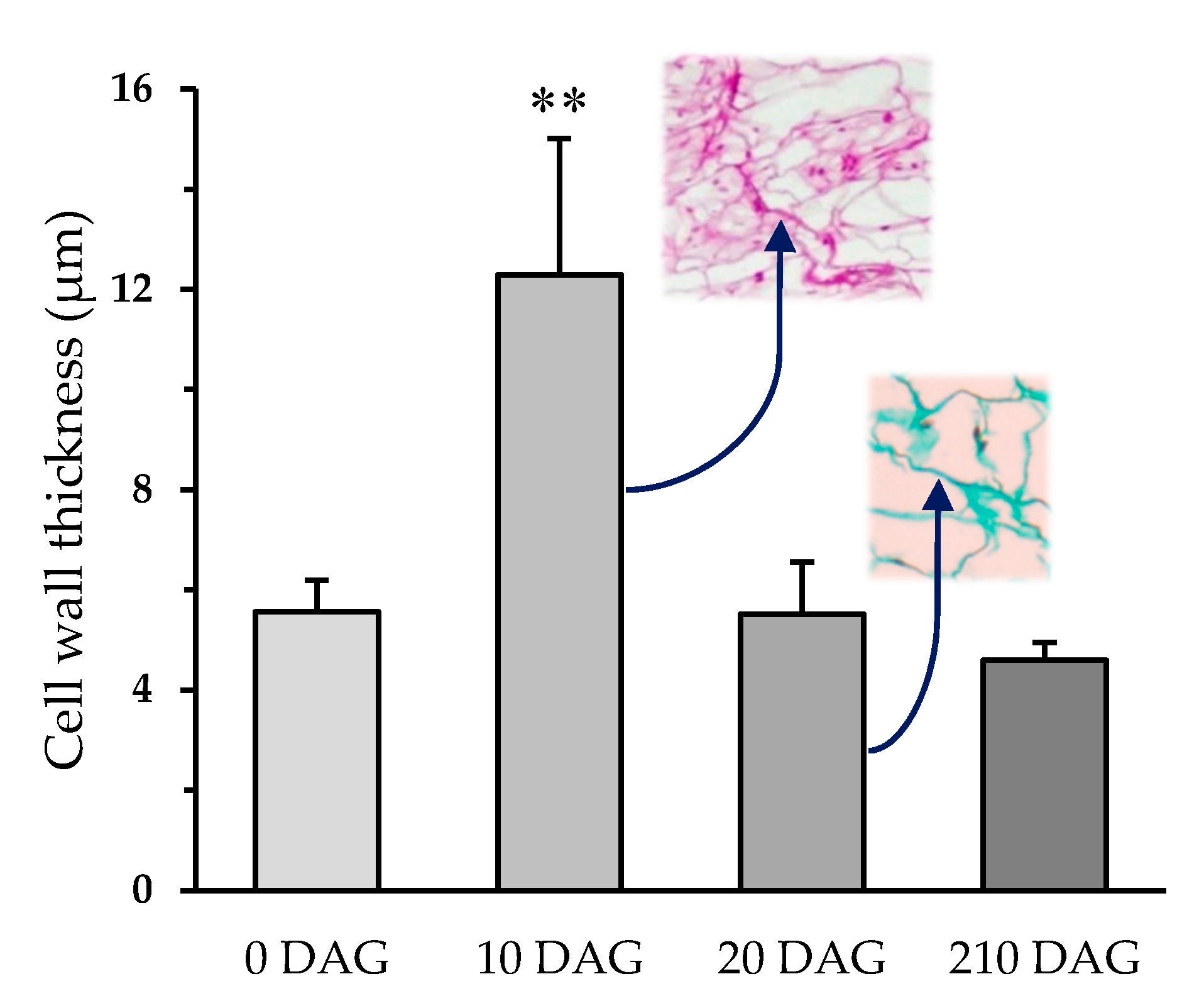 Plants 09 01479 g002