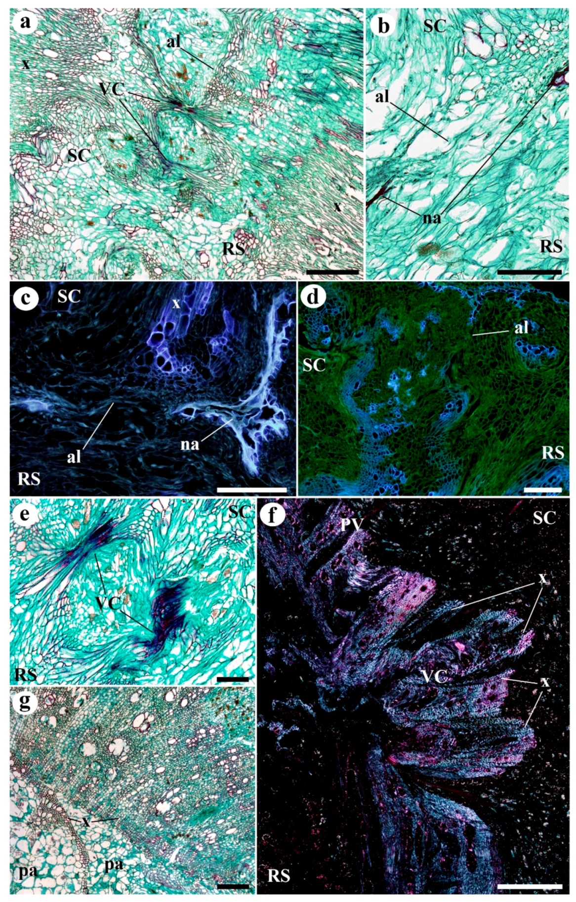 Plants 09 01479 g004