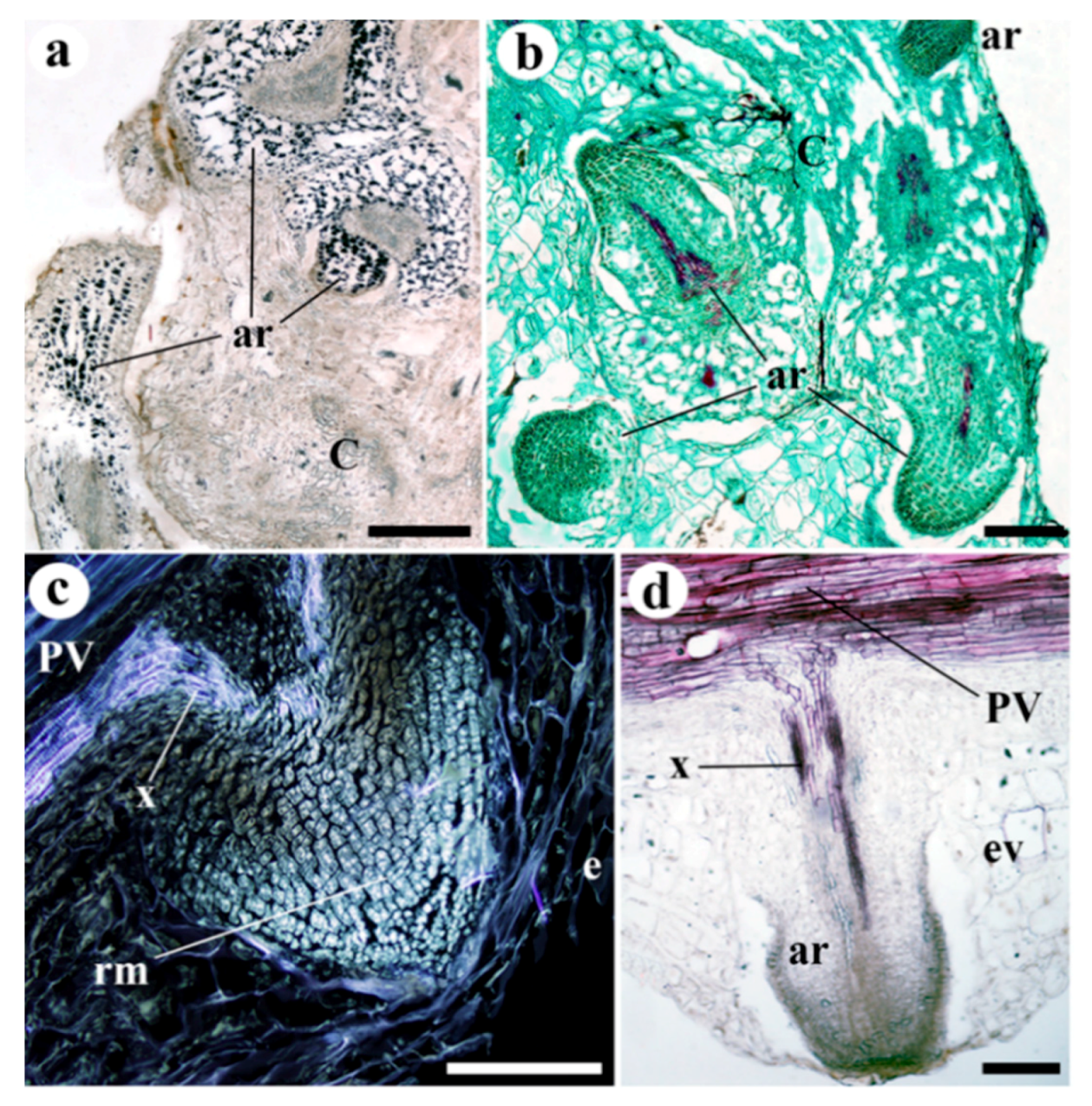 Plants 09 01479 g005