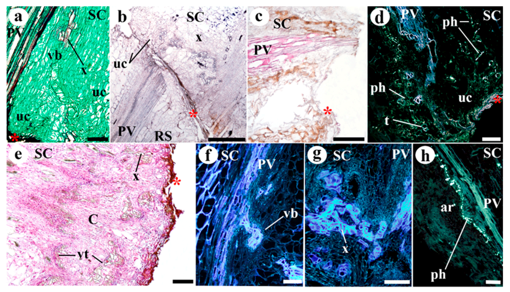 Plants 09 01479 g006