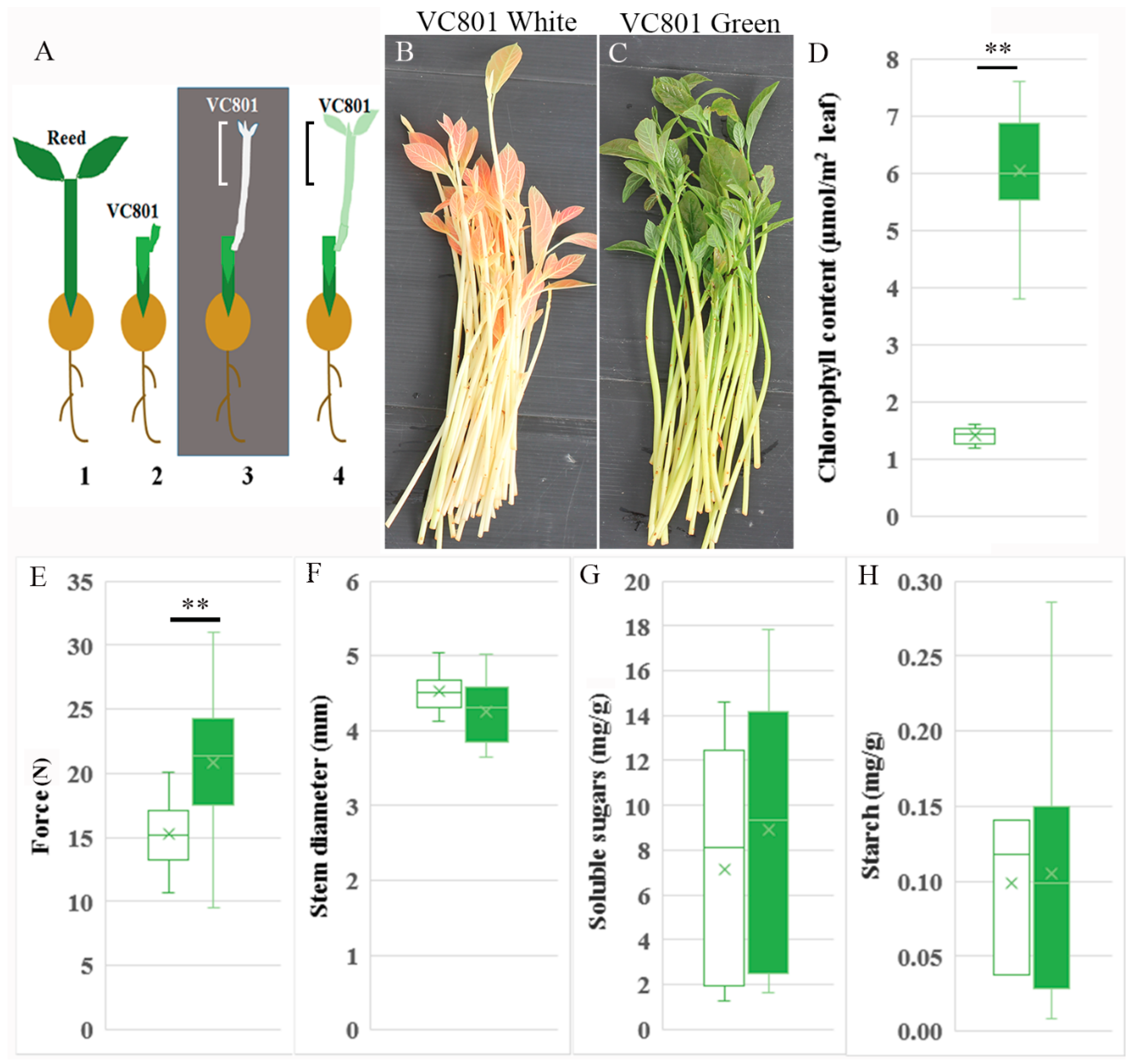 Plants 09 01481 g001