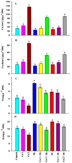 Plants Free Full Text Mitigation Of Copper Stress In Maize By Inoculation With Paenibacillus Polymyxa And Bacillus Circulans Html