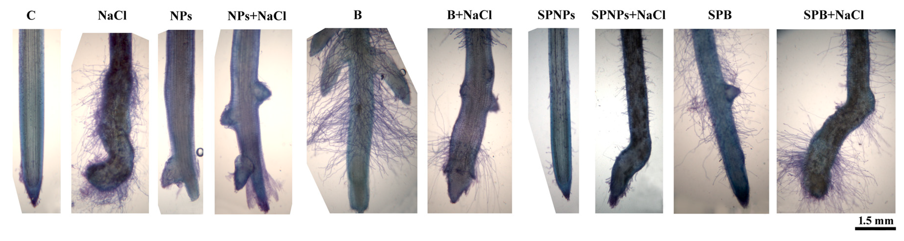 Plants 09 01514 g003