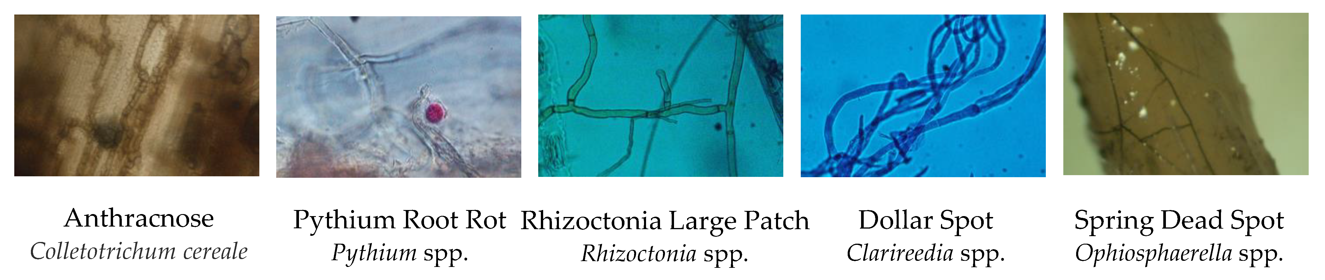 Plants 09 01544 g003 Plants 09 01544 g003
