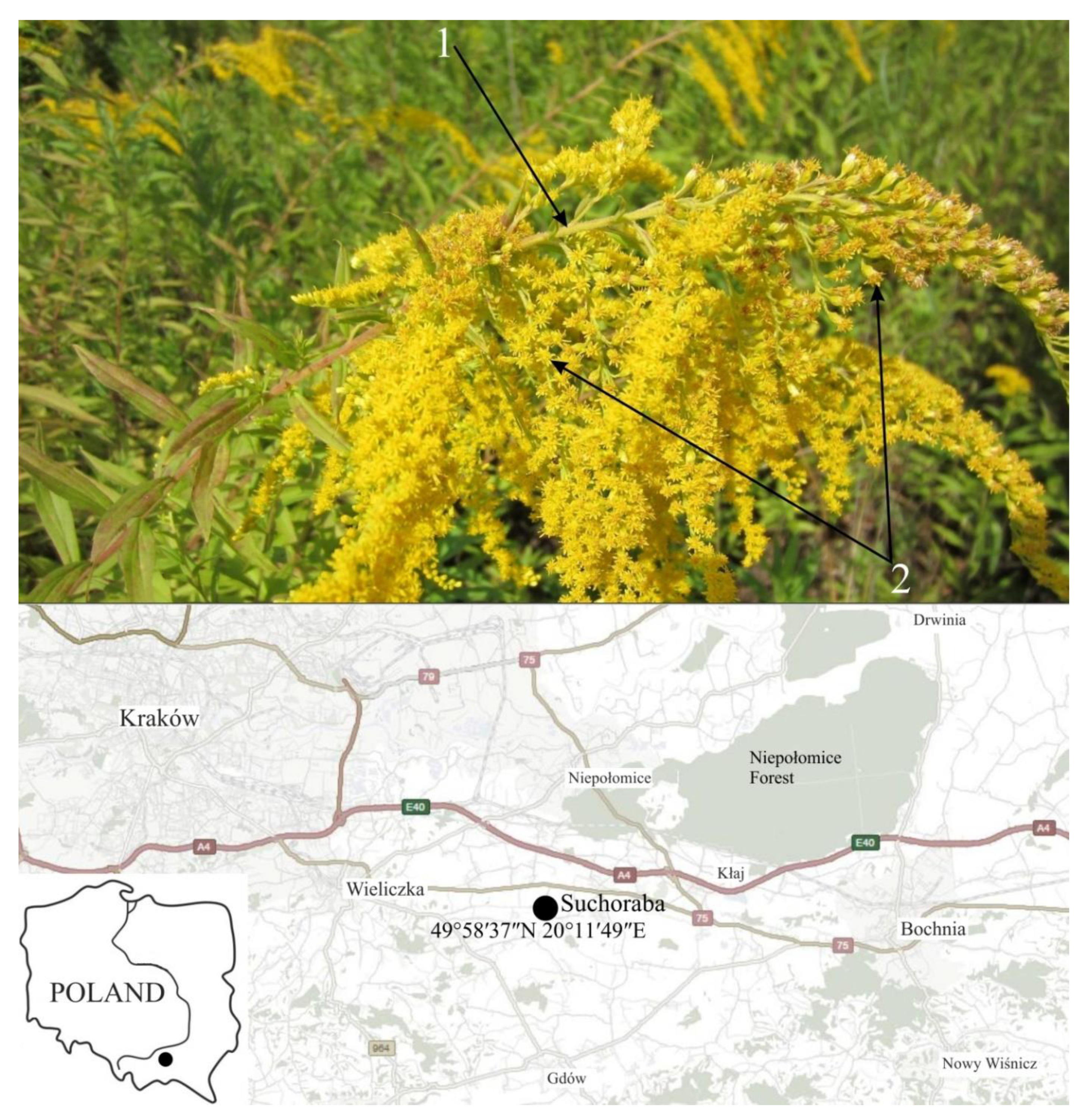 Plants 09 01549 g001 Plants 09 01549 g001