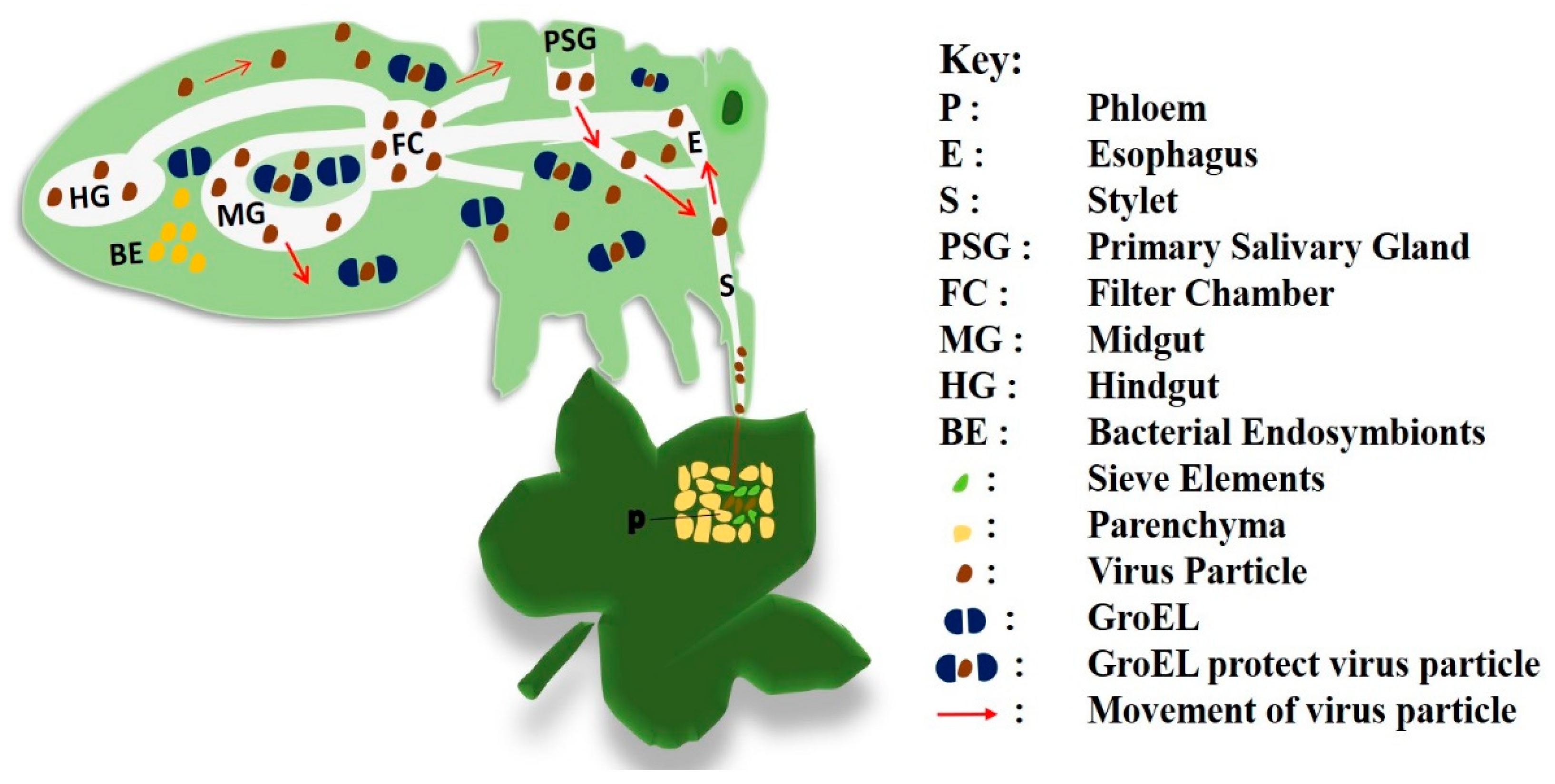 Methods for the Extraction of Endosymbionts from the Whitefly