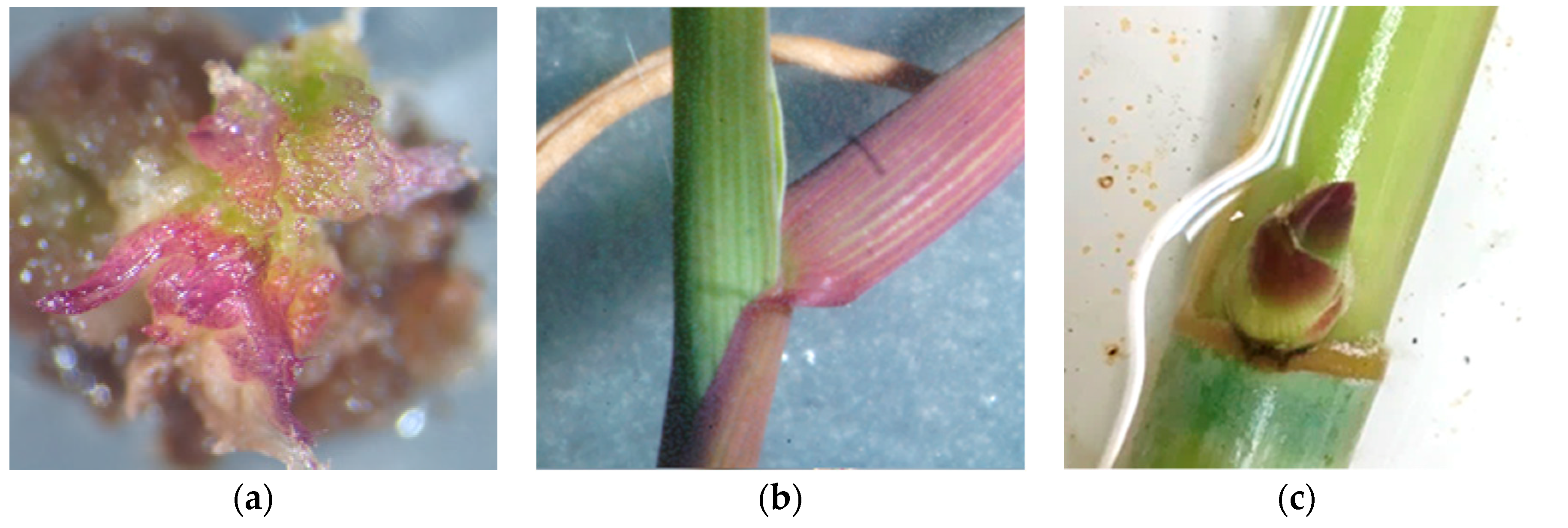 Plants 09 01584 g002