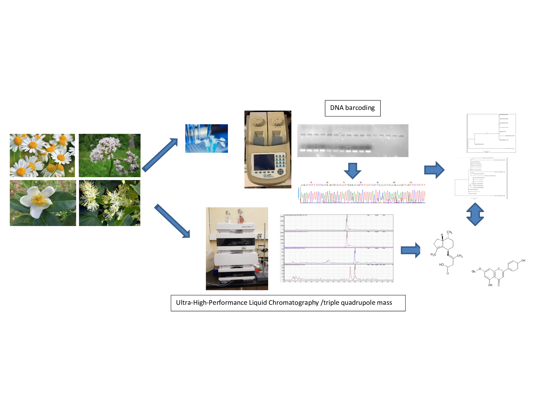 Plants | Free Full-Text | DNA-Based Authentication and Metabolomics  Analysis of Medicinal Plants Samples by DNA Barcoding and  Ultra-High-Performance Liquid Chromatography/Triple Quadrupole Mass  Spectrometry (UHPLC-MS) | HTML