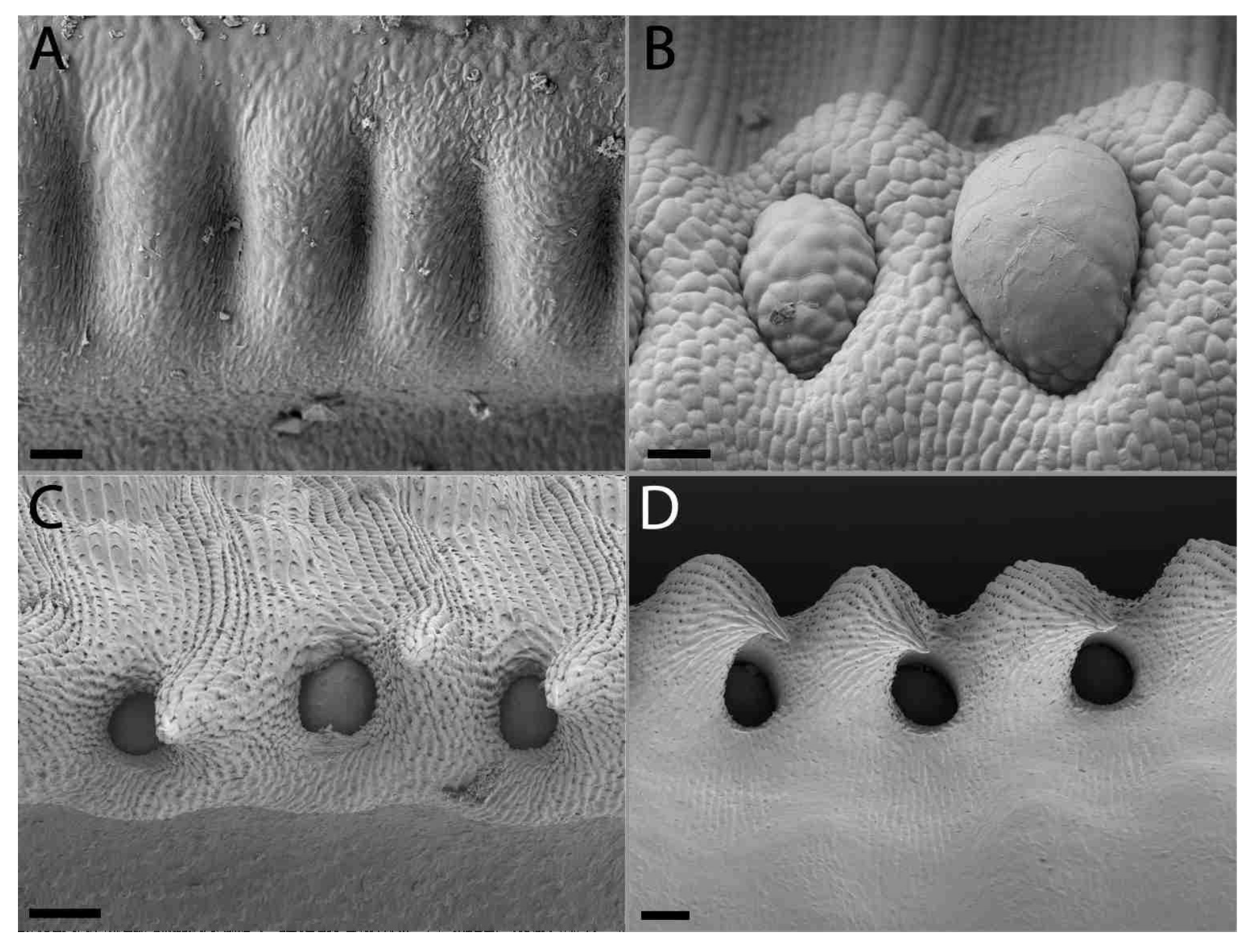Plants 09 01603 g002