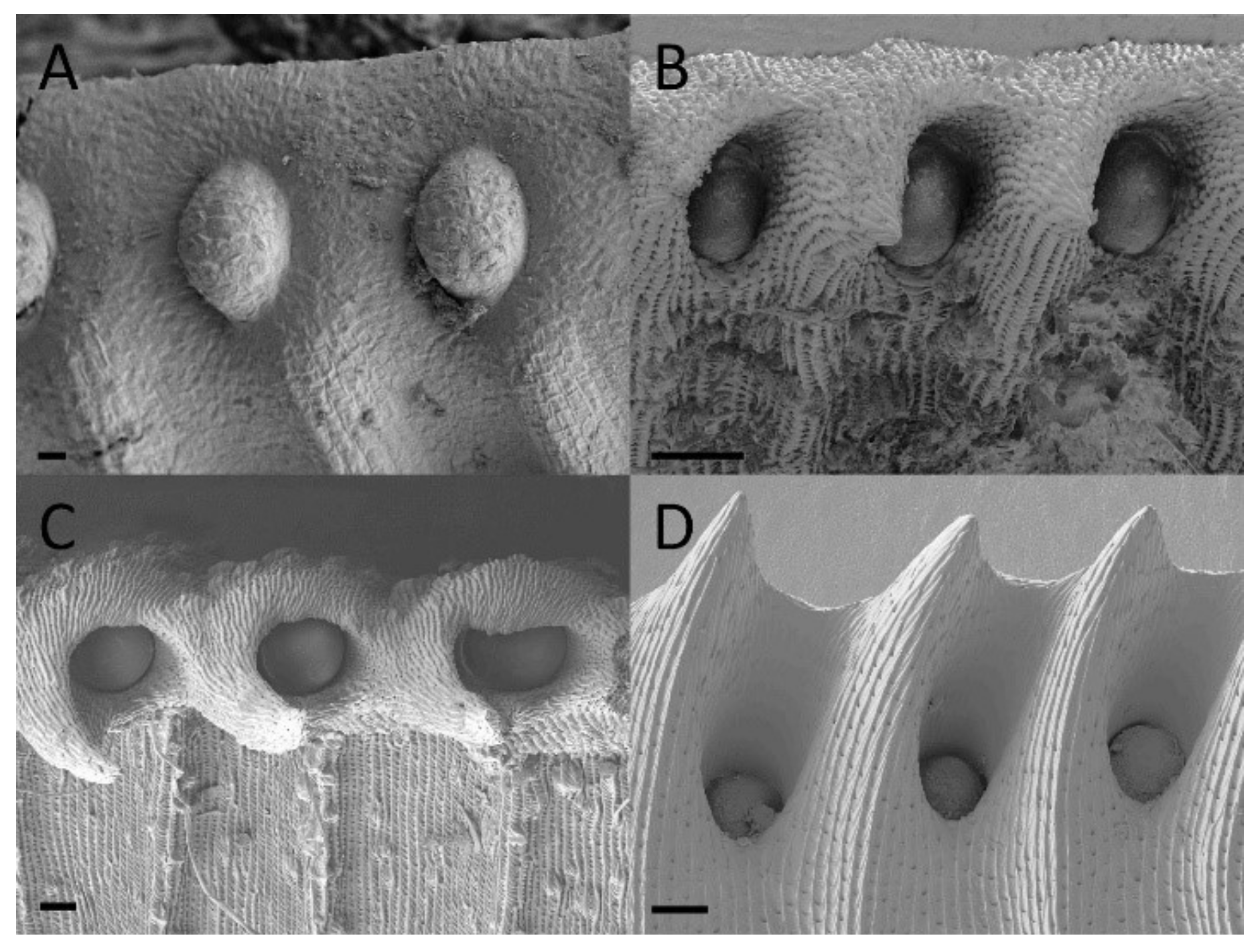 Plants 09 01603 g003