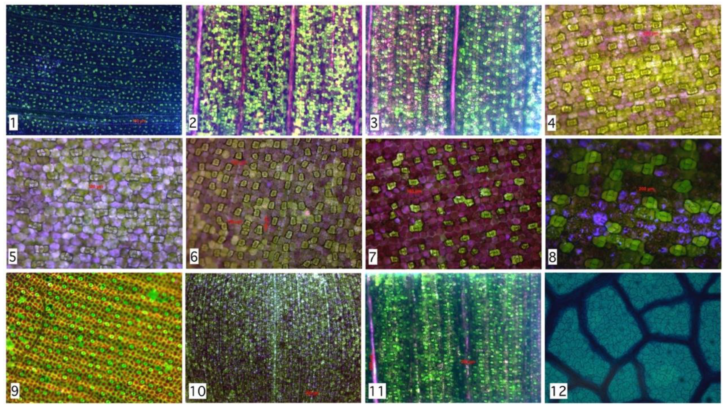 Plants 09 01613 g005