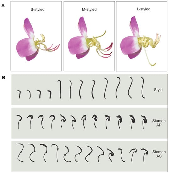 Plants | Free Full-Text | Bee-Mediated Selection Favors Floral Sex