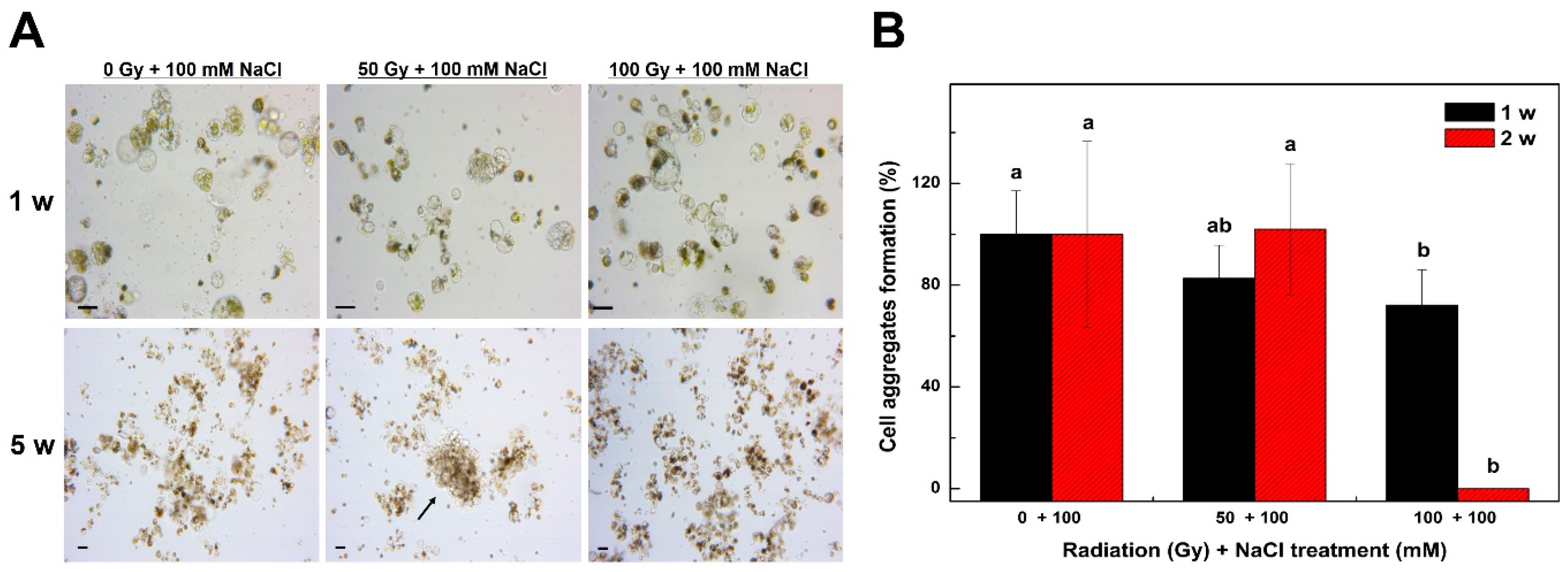 Plants Free Full Text Development Of A Rapid Selection System For Salt Resistant Mutants Of Nicotiana Benthamiana Through Protoplast Culture After Gamma Irradiation Html