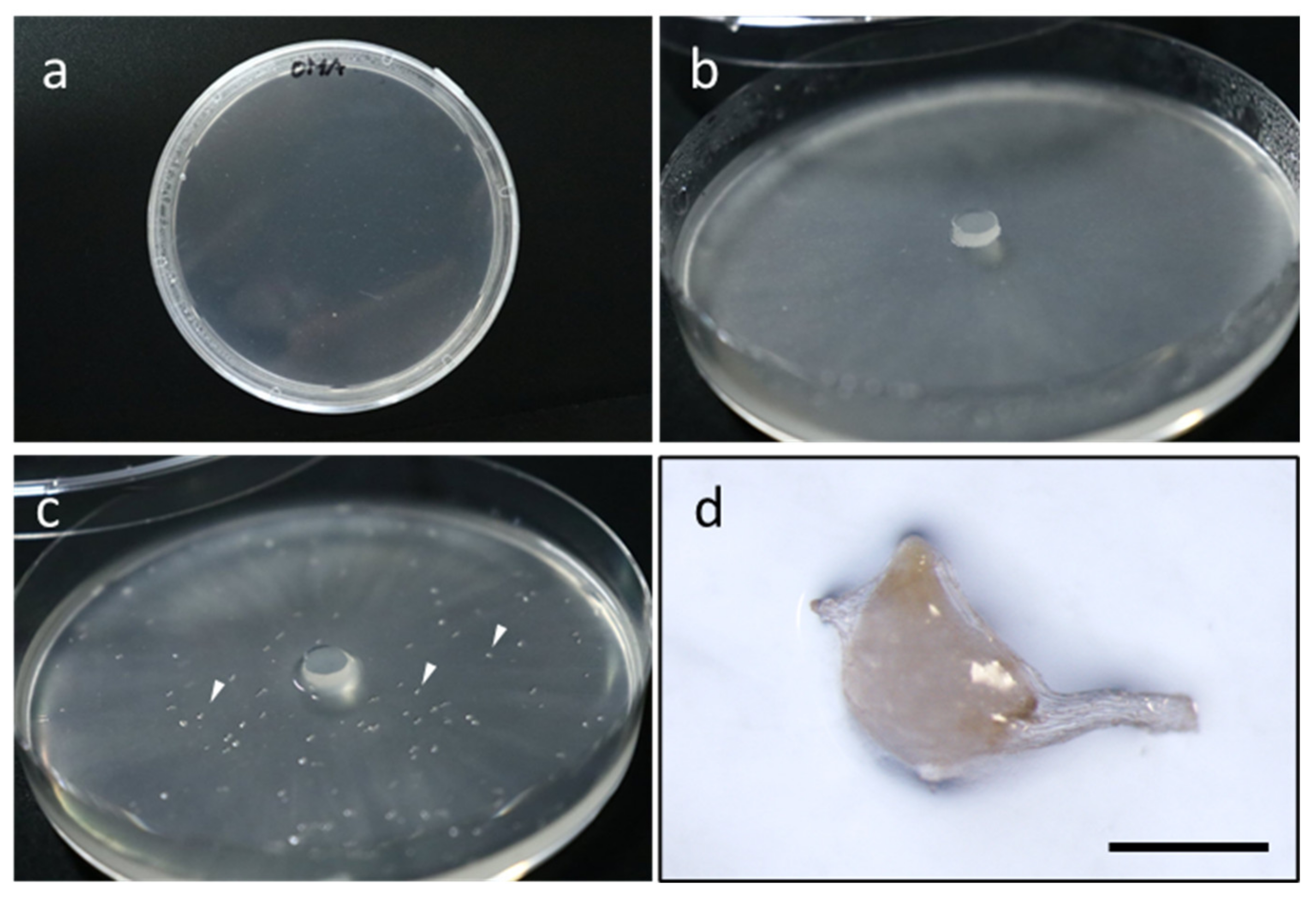 Plants 09 01742 g001 Plants 09 01742 g001