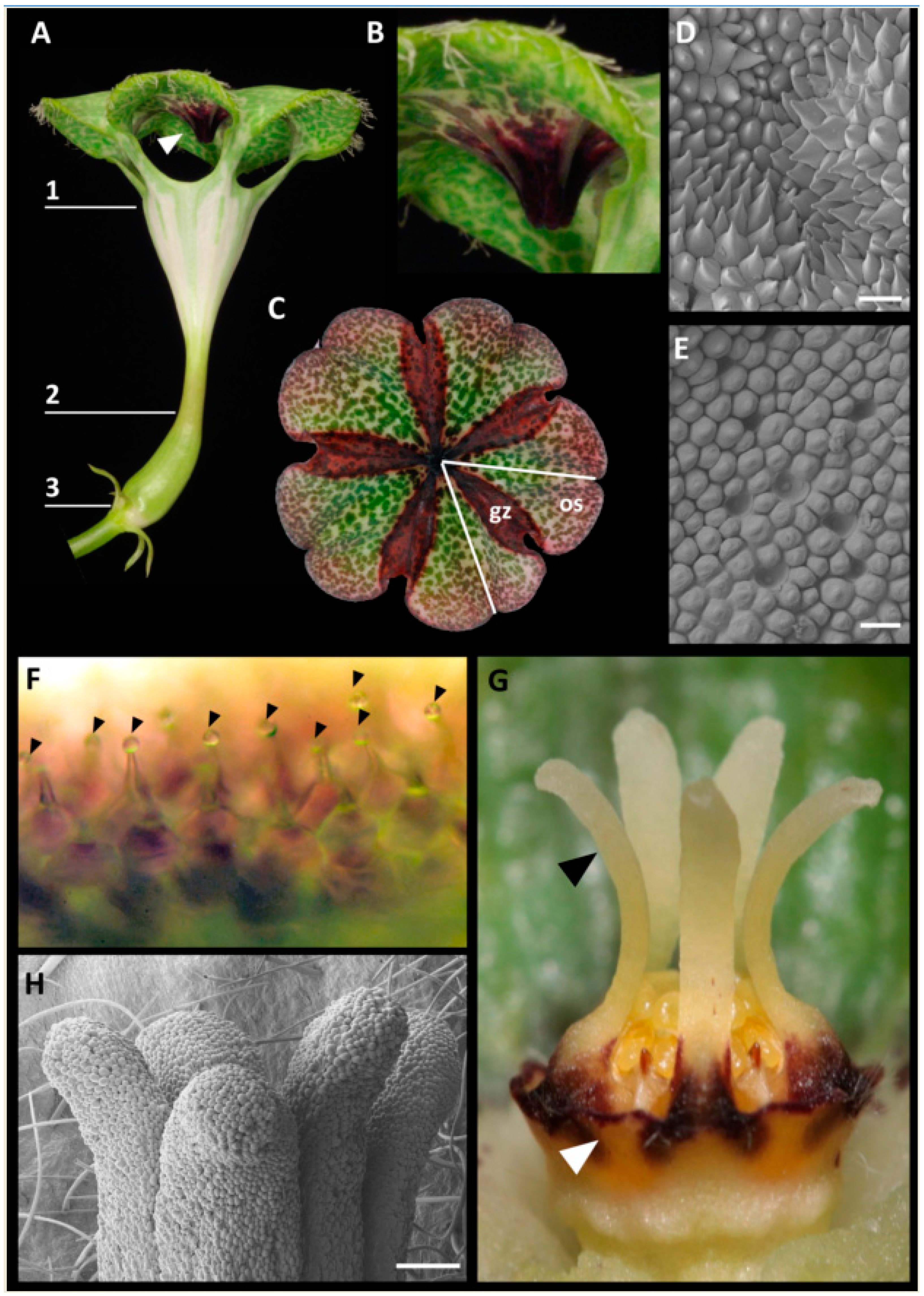 Plants | Free Full-Text | Pitfall Flower Development and Organ Identity of  Ceropegia sandersonii (Apocynaceae-Asclepiadoideae) | HTML