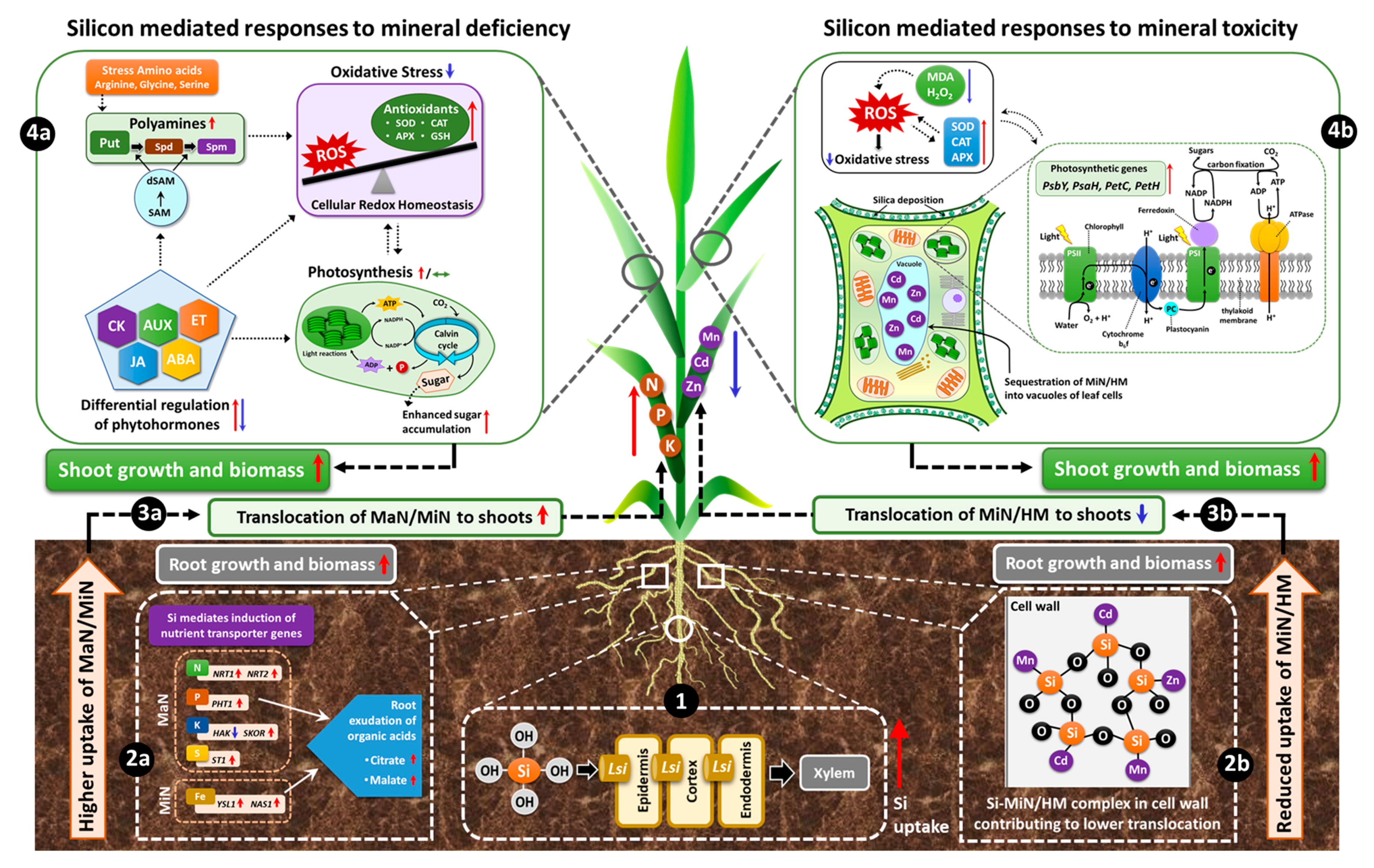 Plants 09 01779 g002