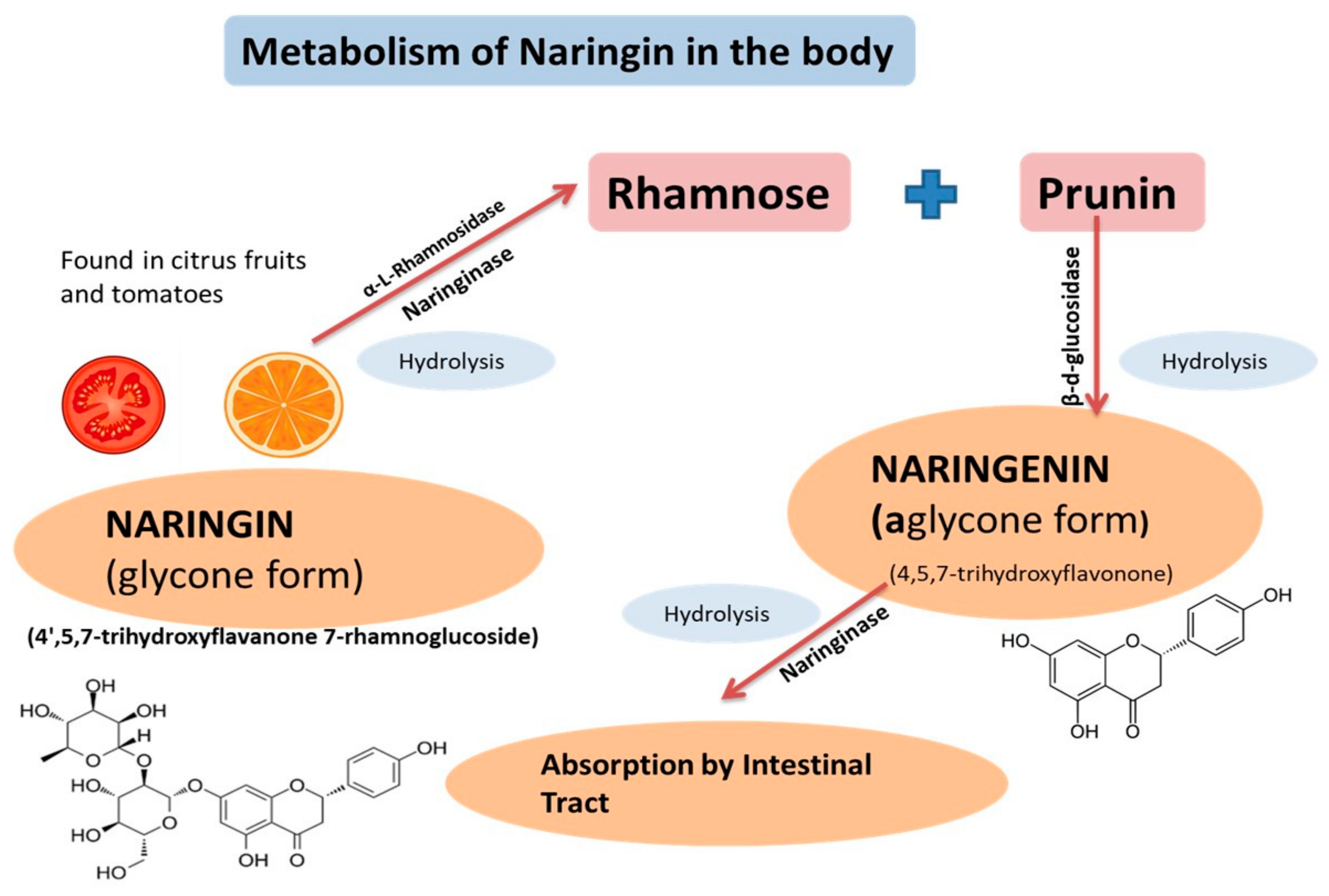 Plants Free Full Text Multi Therapeutic Potential Of Naringenin 4 5 7 Trihydroxyflavonone Experimental Evidence And Mechanisms Html