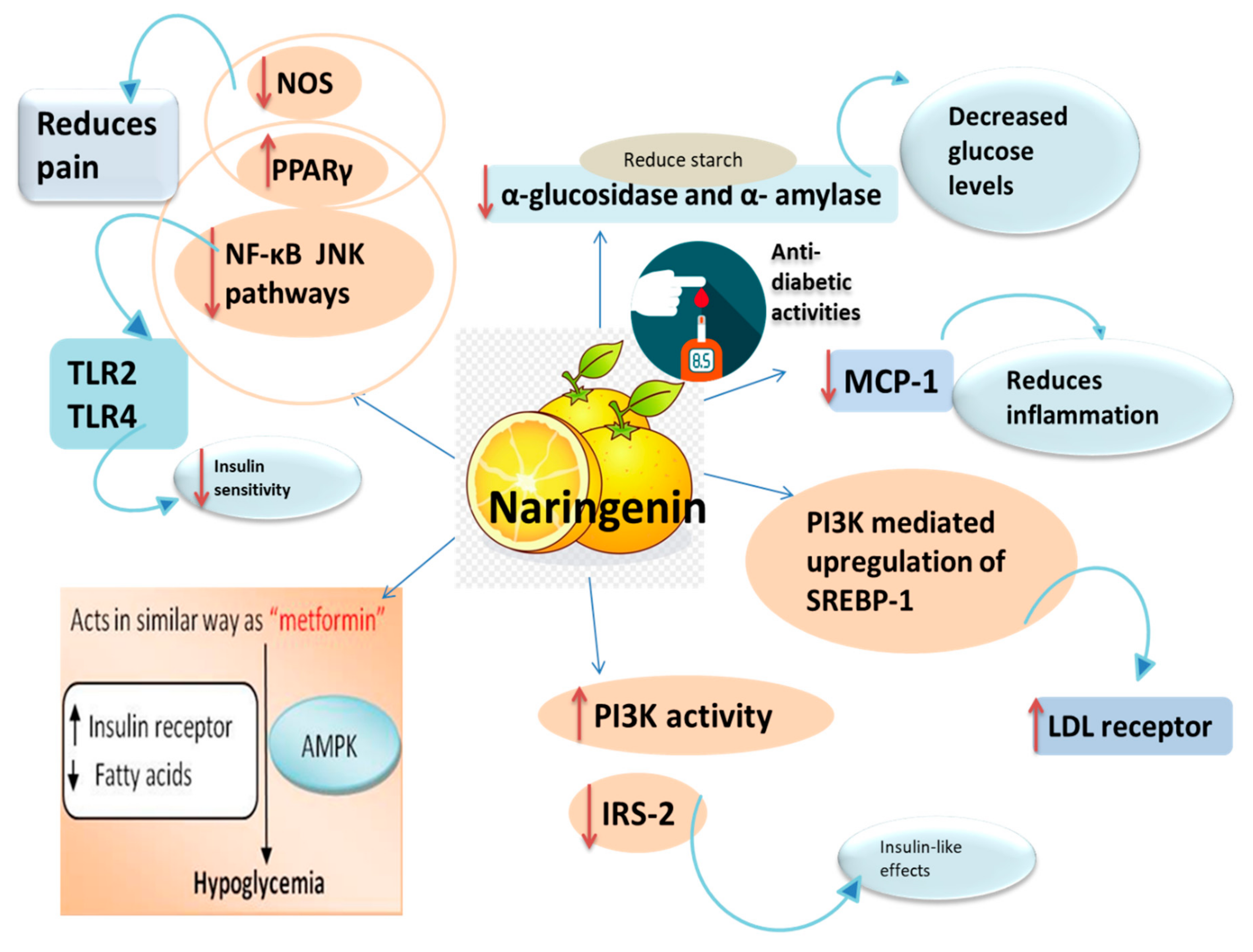 PDF) Mechanism of the negative inotropic effect of naringin in mouse heart., [Mecanismo del efecto inotrópico negativo de la naringina en el corazón de  ratón]