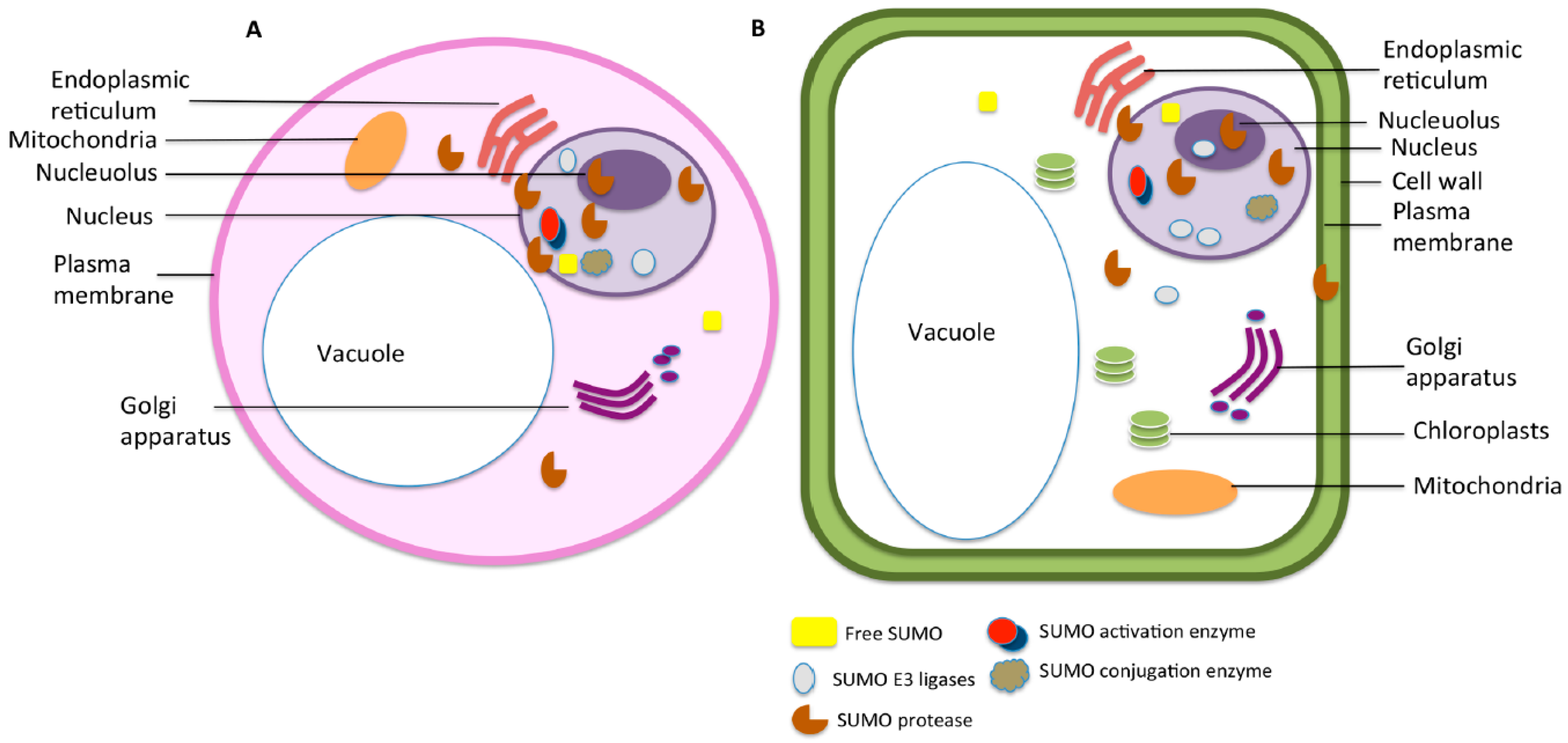 Plants | Free Full-Text | An Insight into the Factors Influencing ...