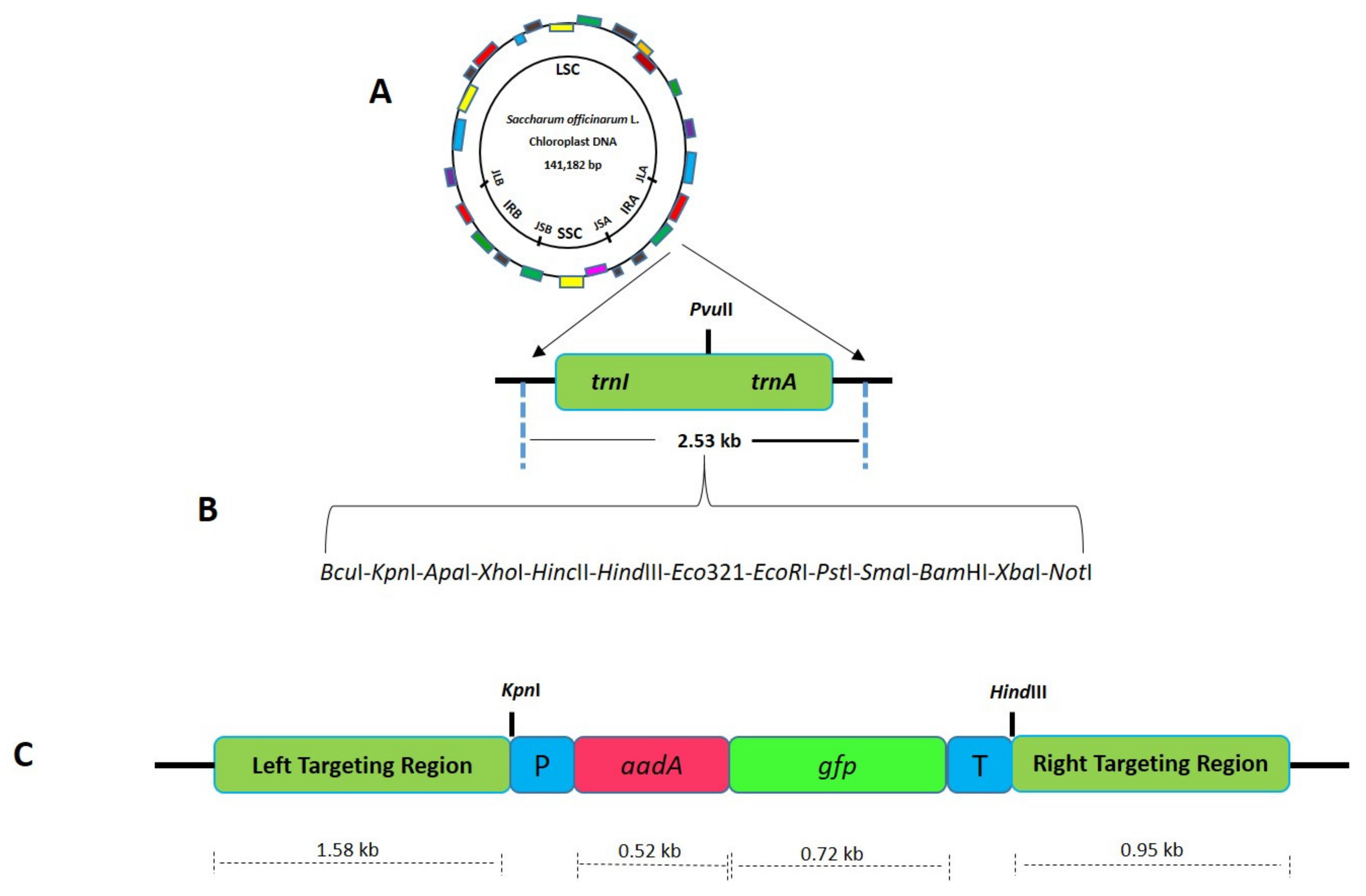 Plants 10 00026 g003 Plants 10 00026 g003