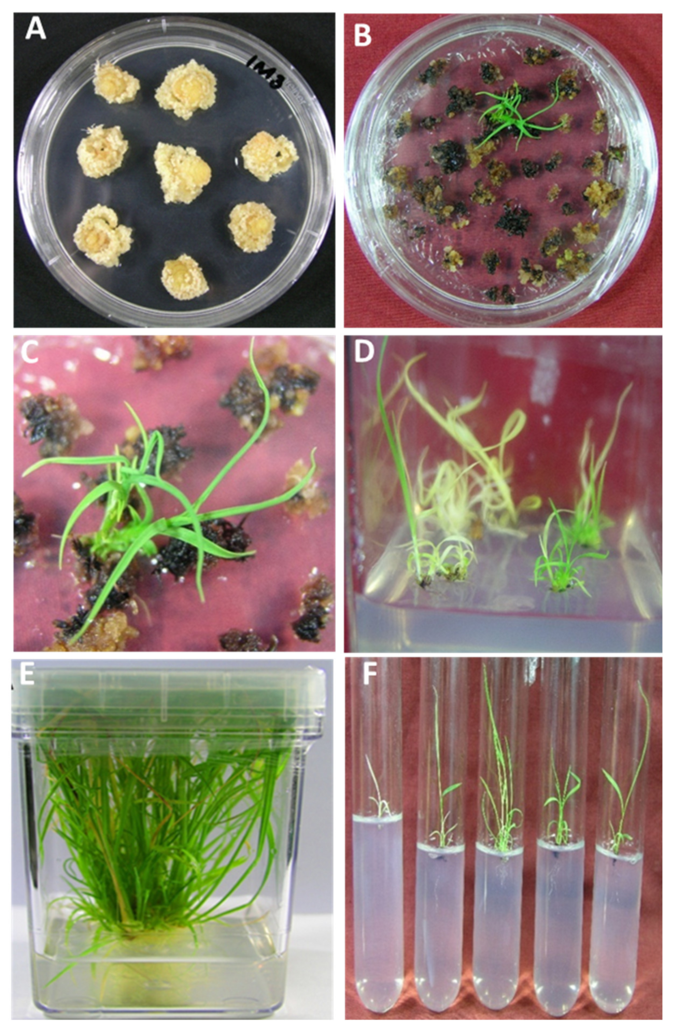 Plants 10 00026 g004 Plants 10 00026 g004