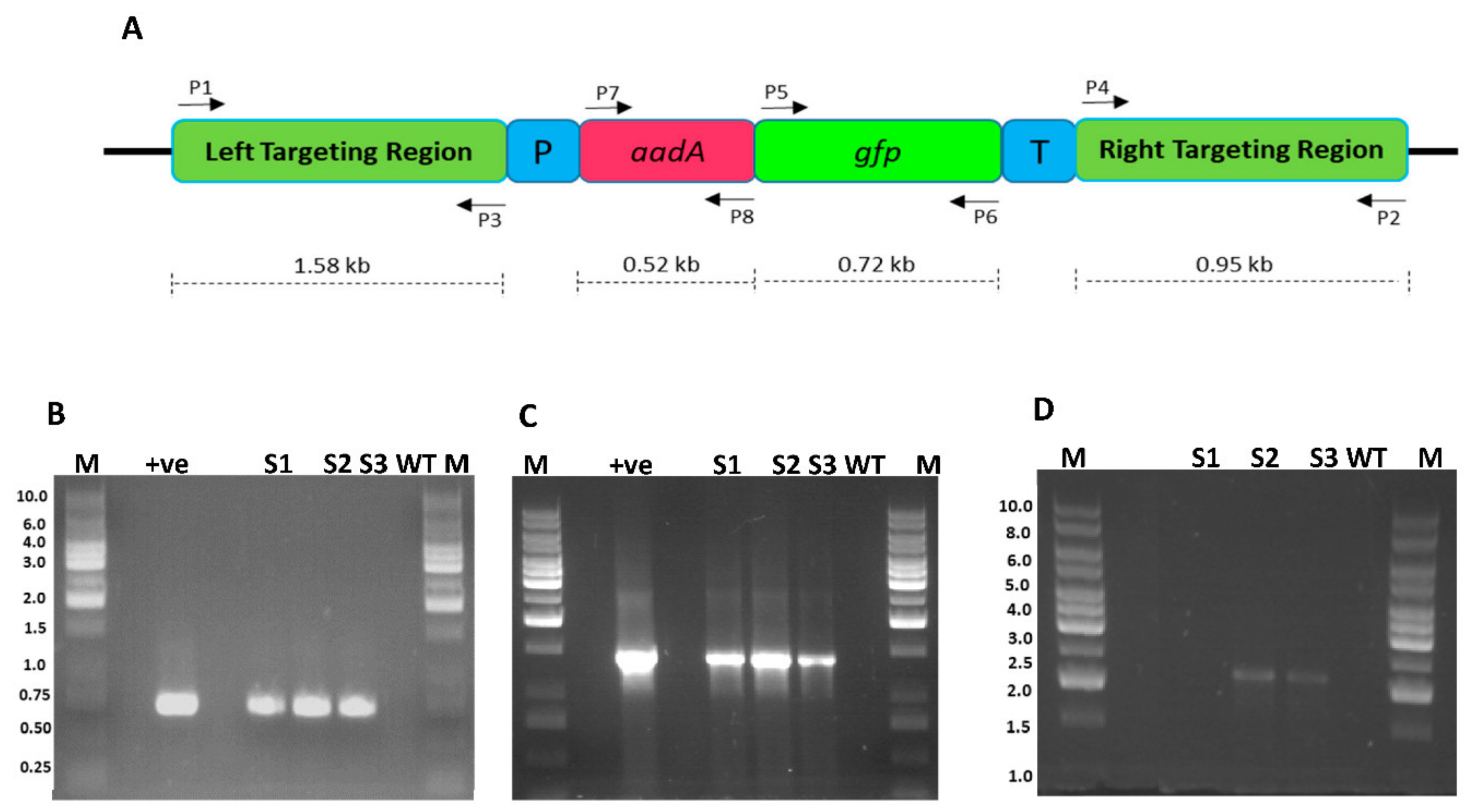 Plants 10 00026 g005 Plants 10 00026 g005
