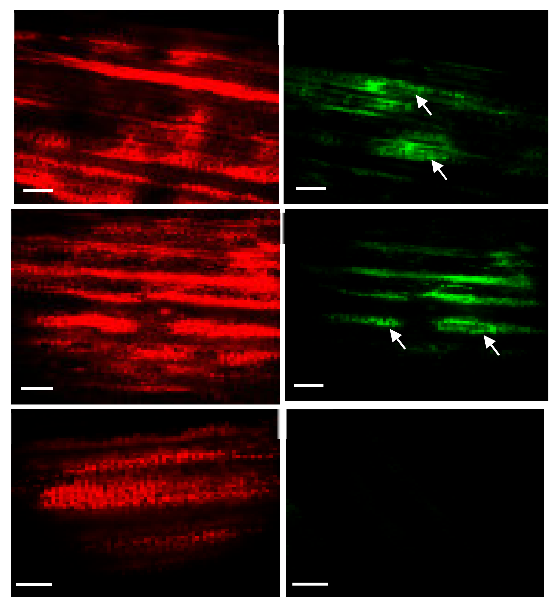 Plants 10 00026 g007 Plants 10 00026 g007