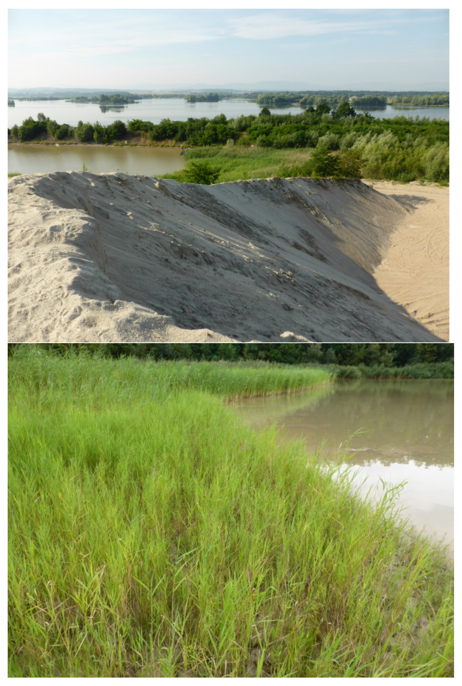 Plants 10 00040 g0a3 Plants 10 00040 g0a3