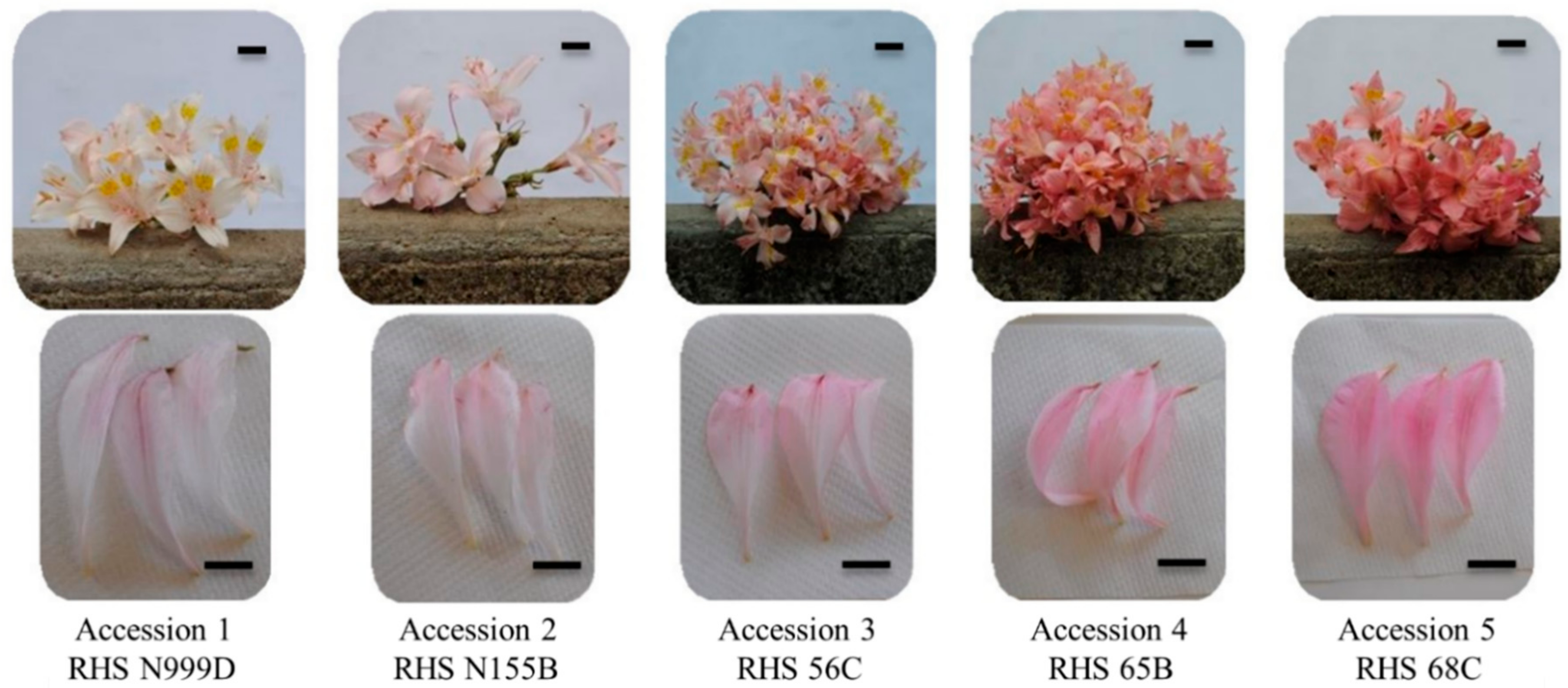 Plants Free Full Text Understanding Alstroemeria Pallida Flower Colour Links Between Phenotype Anthocyanins And Gene Expression Html