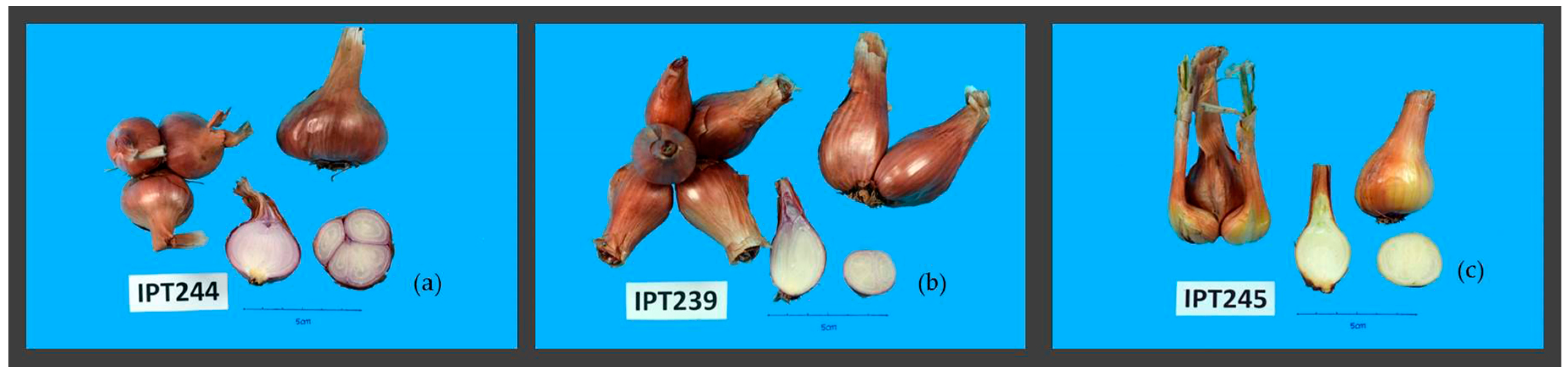 Plants 10 00060 g003 Plants 10 00060 g003