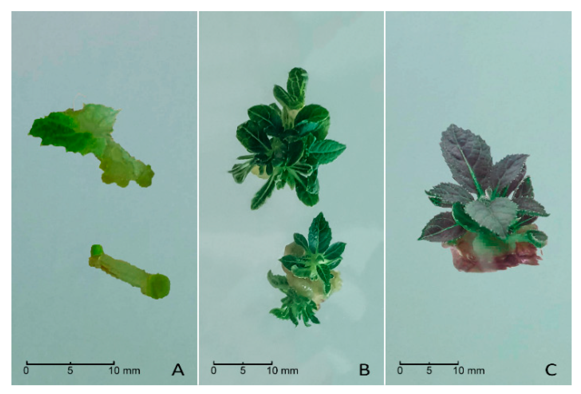 Plants 10 00062 g002 Plants 10 00062 g002