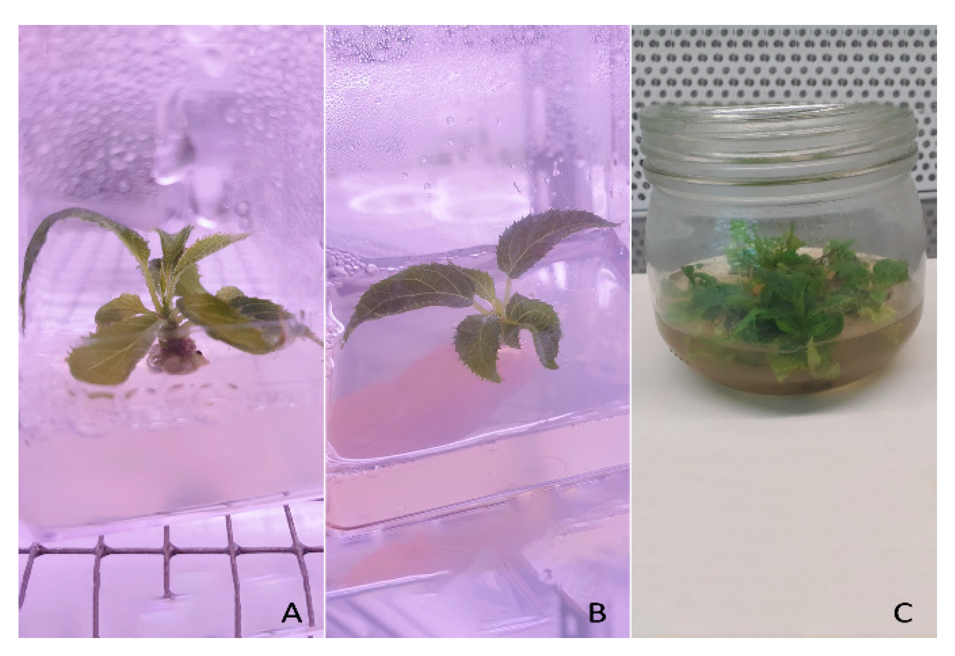 Plants 10 00062 g007 Plants 10 00062 g007