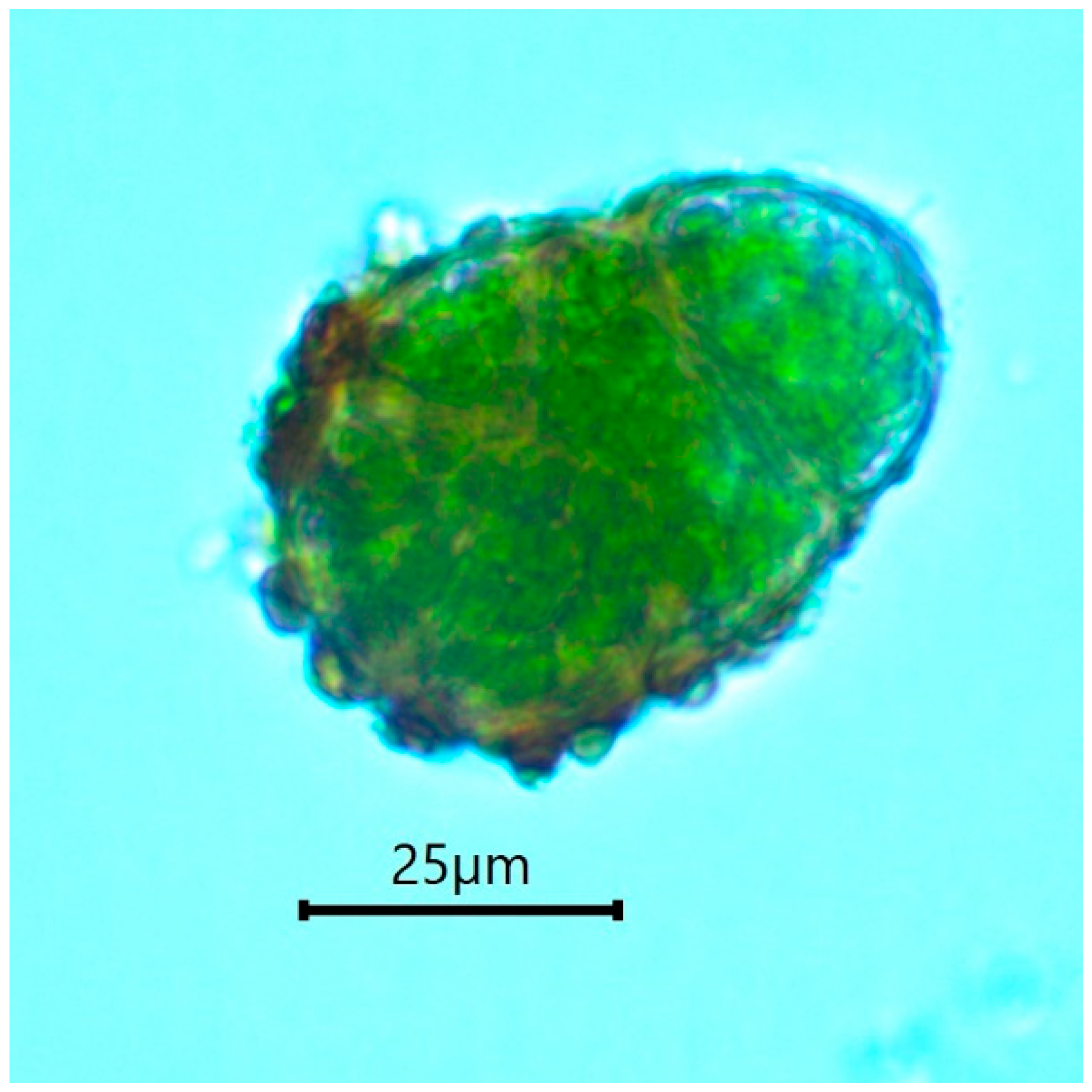 Plants 10 00083 g005 Plants 10 00083 g005