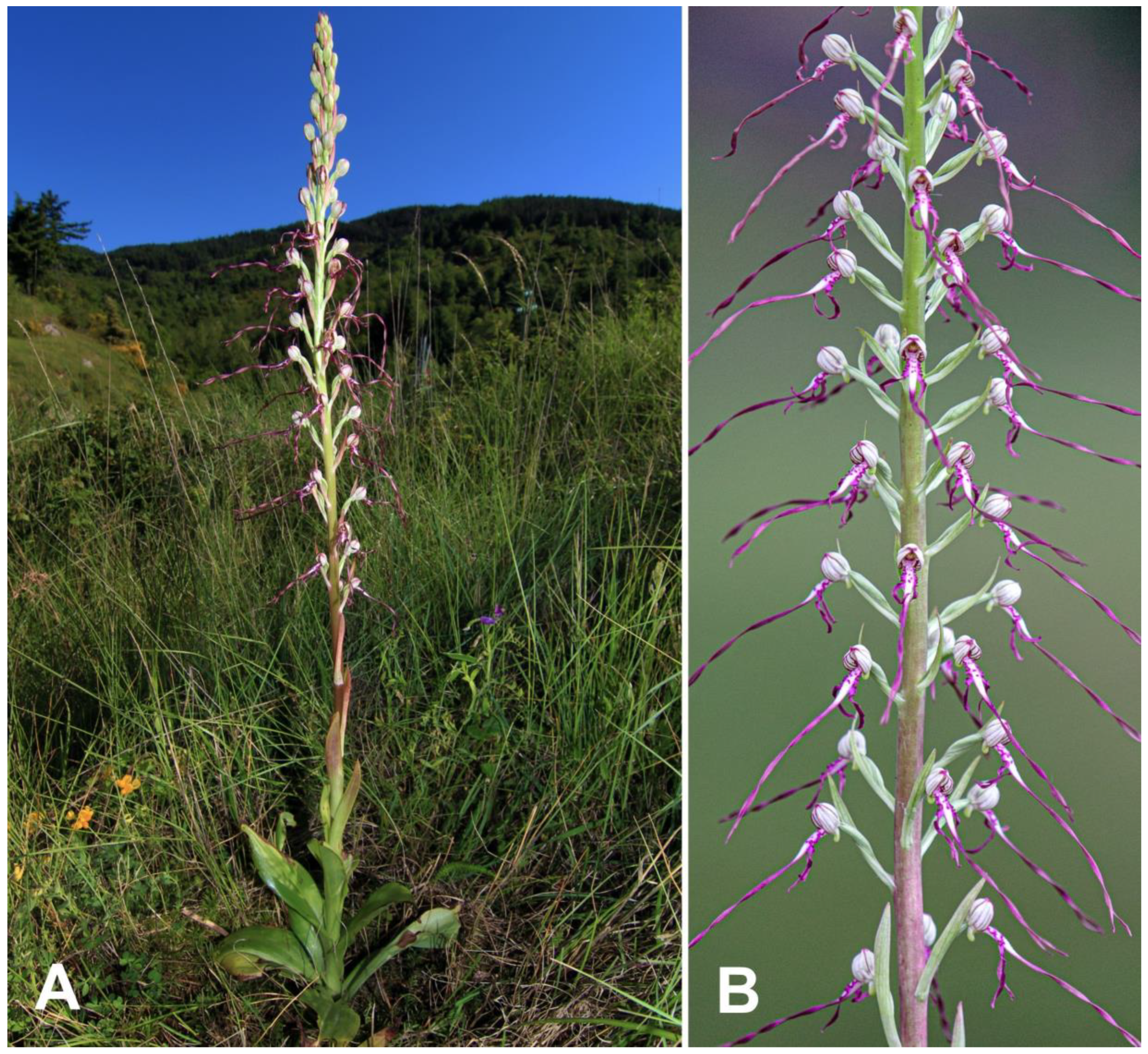 Plants | Free Full-Text | Himantoglossum adriaticum H. Baumann ×  Himantoglossum robertianum (Loisel.) P. Delforge: A New Interspecific  Hybrid Assessed by Barcoding Analysis